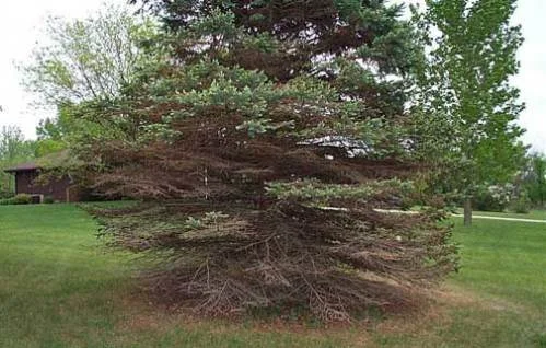 Spruce Needle Cast