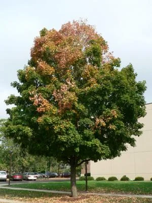 Verticillium Wilt