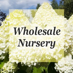 Shade Trees Nursery Shade Trees Nursery