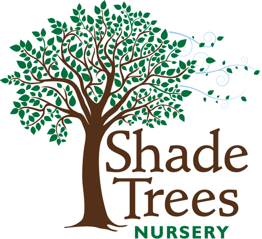 Shade Trees Nursery