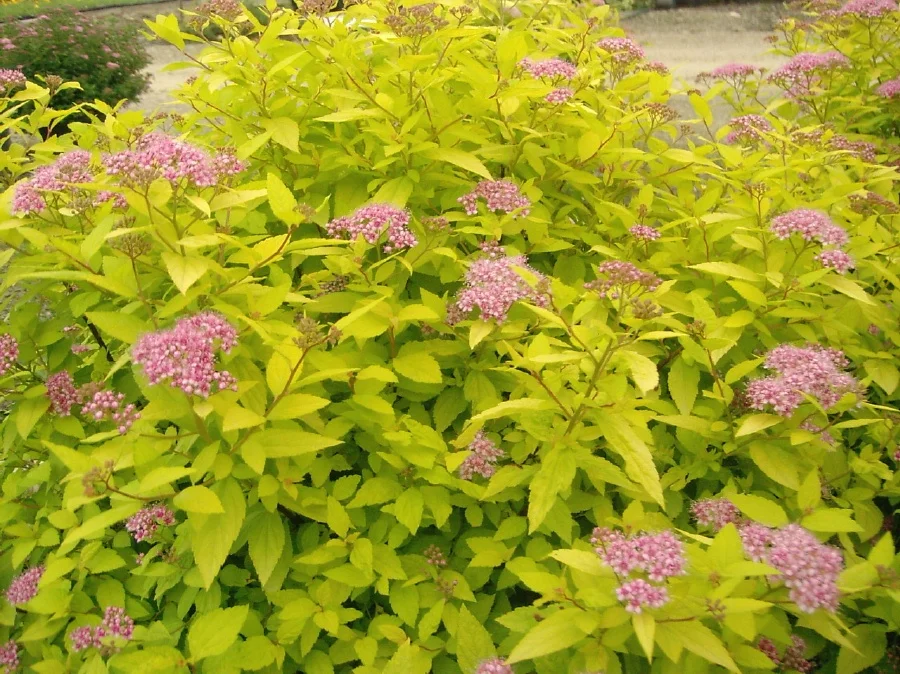 Spirea japonica (Goldmound Spirea)