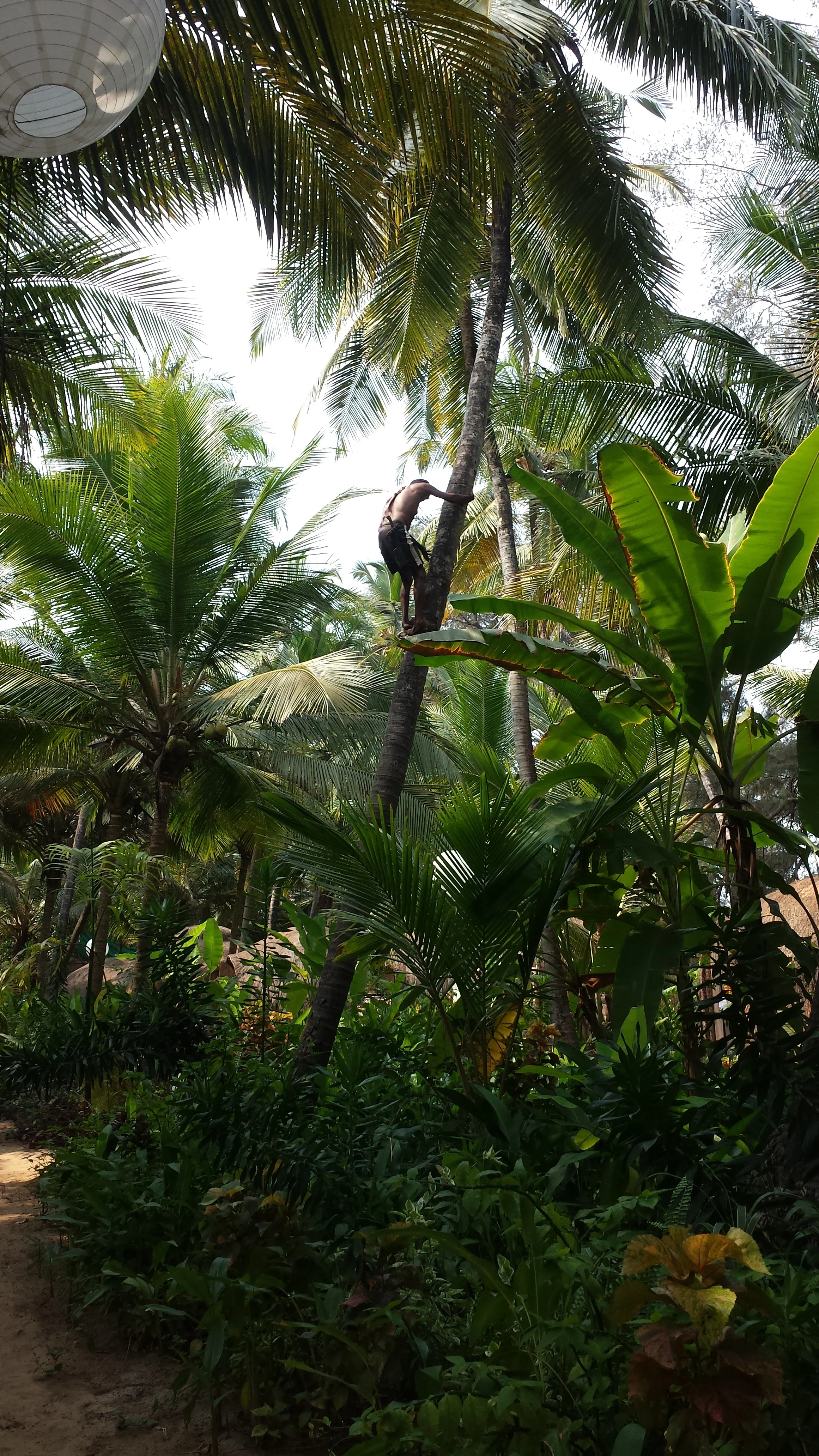 Harvesting coconuts in Goa