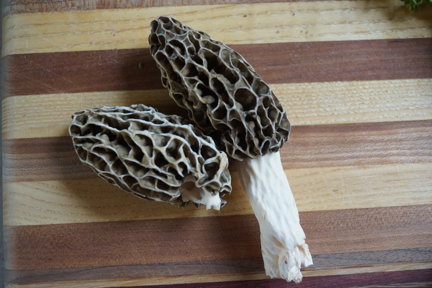 5.20.14 Morels on Toast — Wisconsin from Scratch