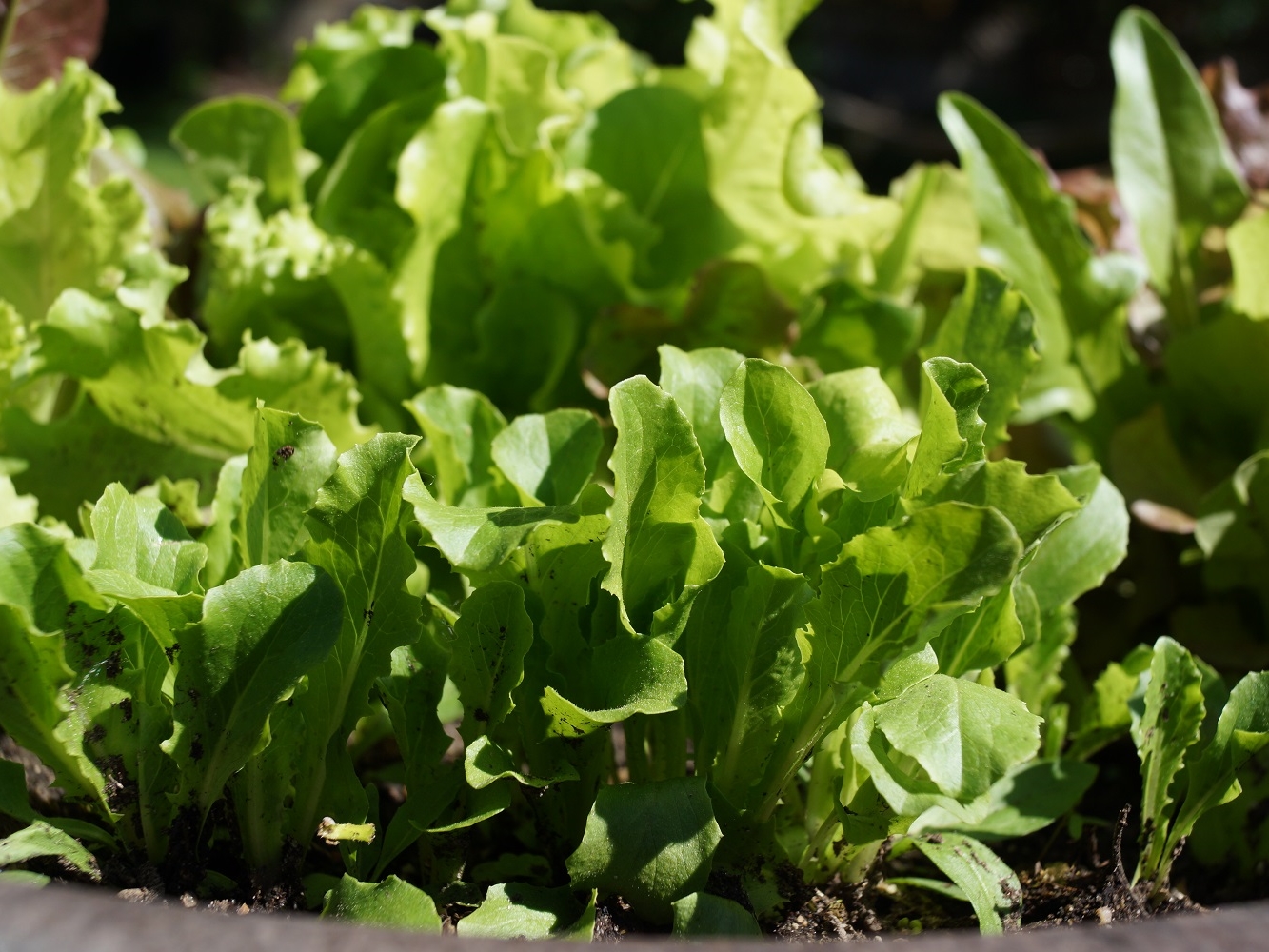 Baby Lettuce