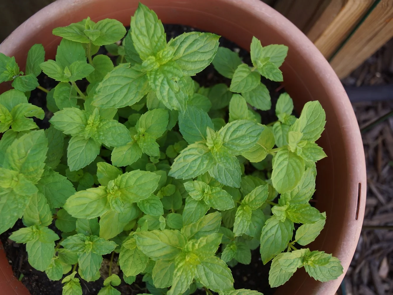Mint