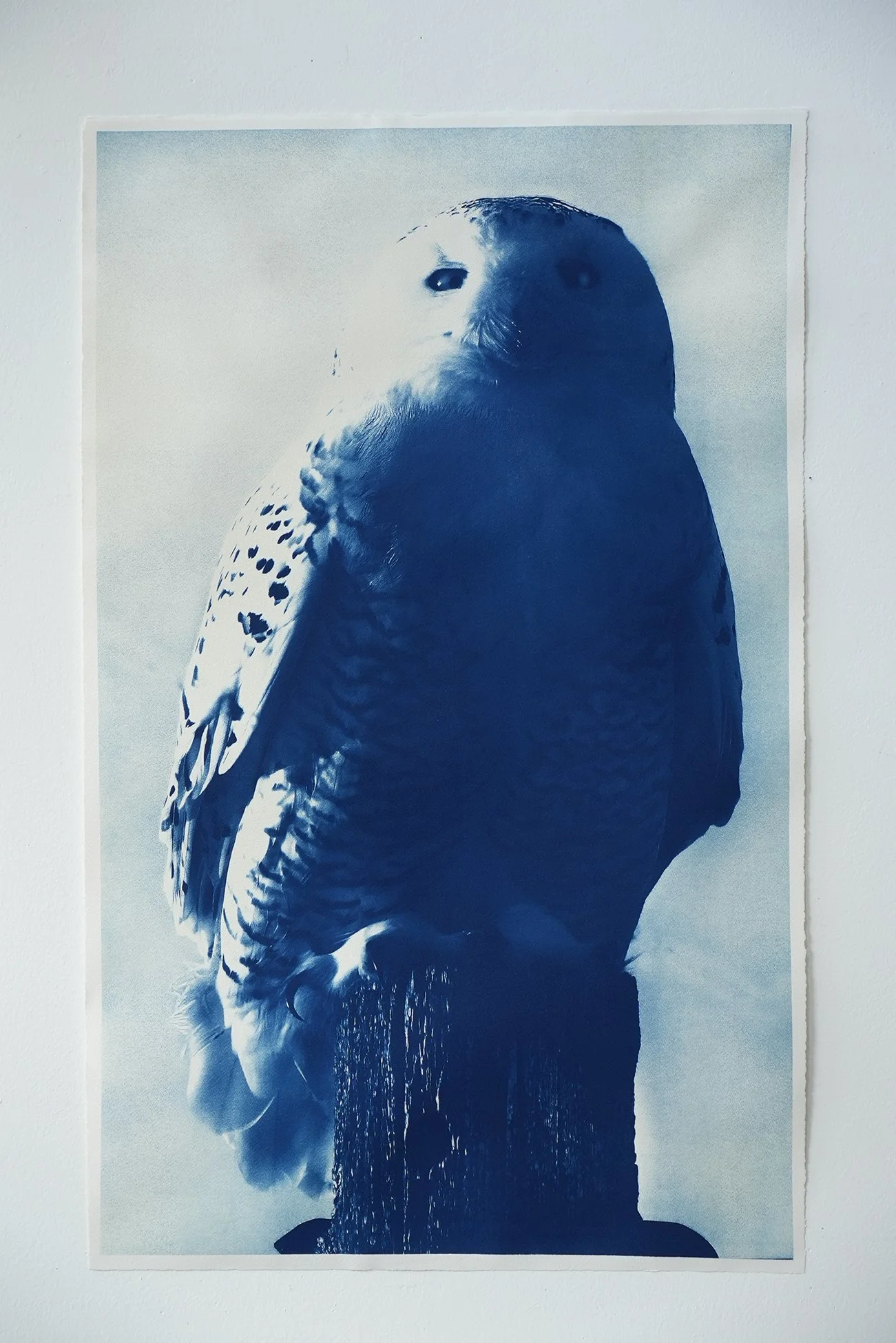 snowy owl log 01.jpg