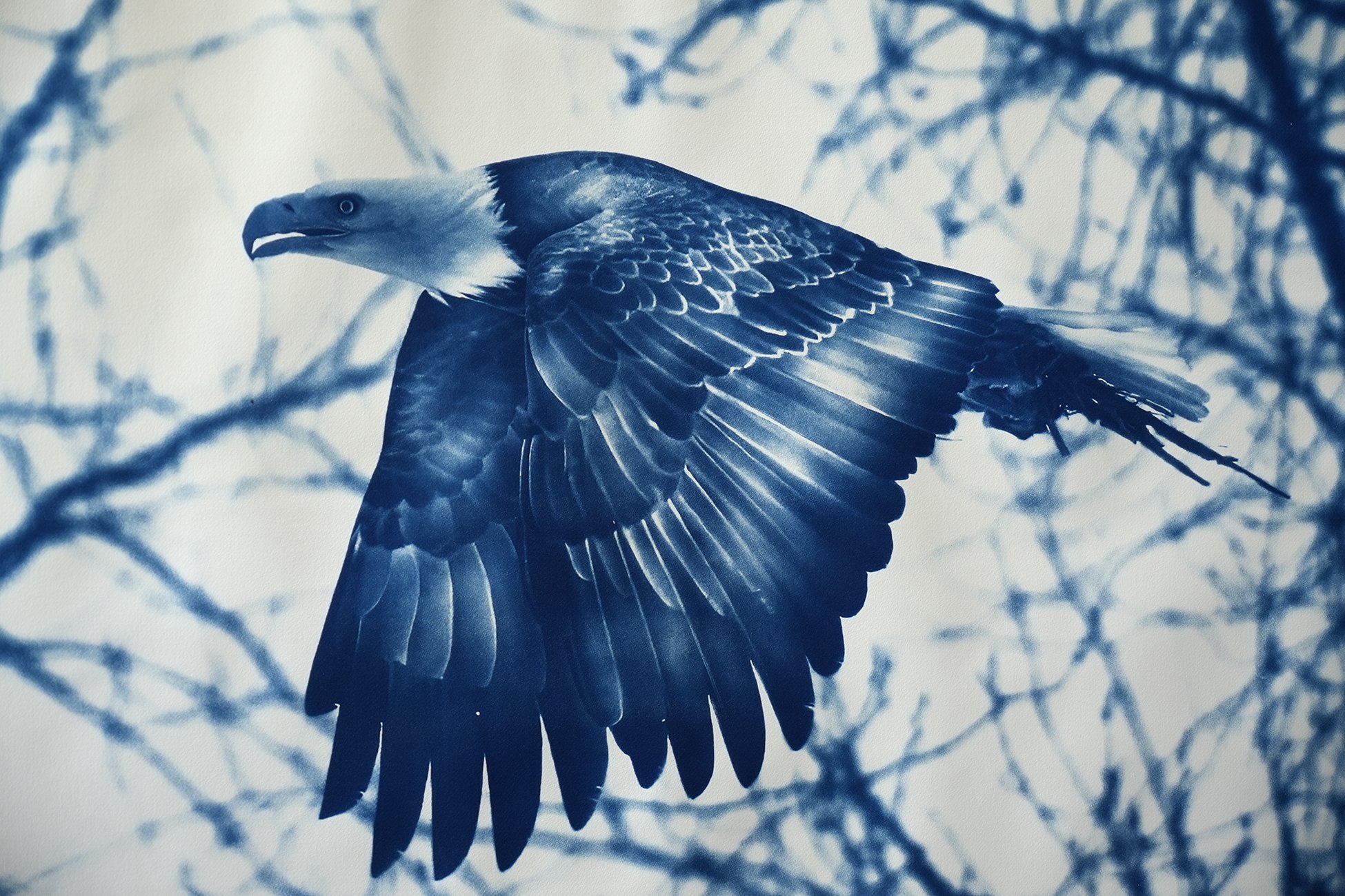 eagle wings down 0.jpg