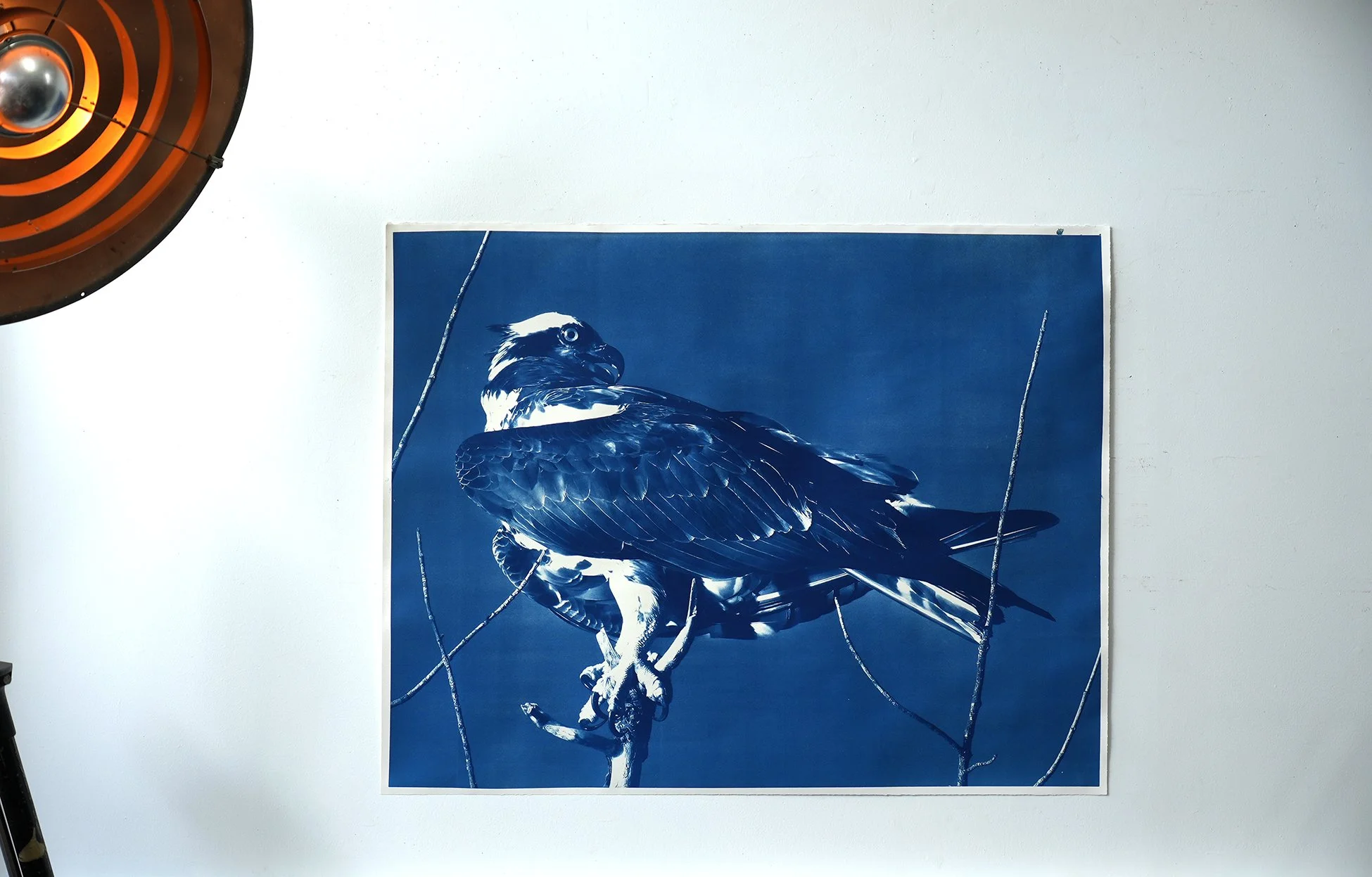 osprey 01.jpg