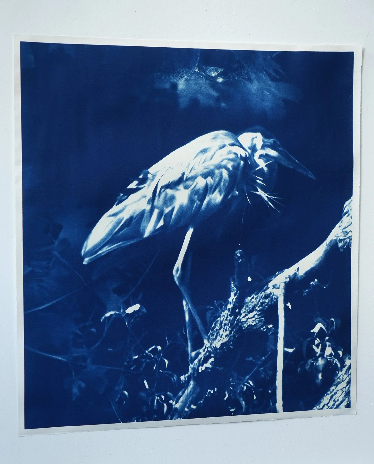 blue heron 03.jpg