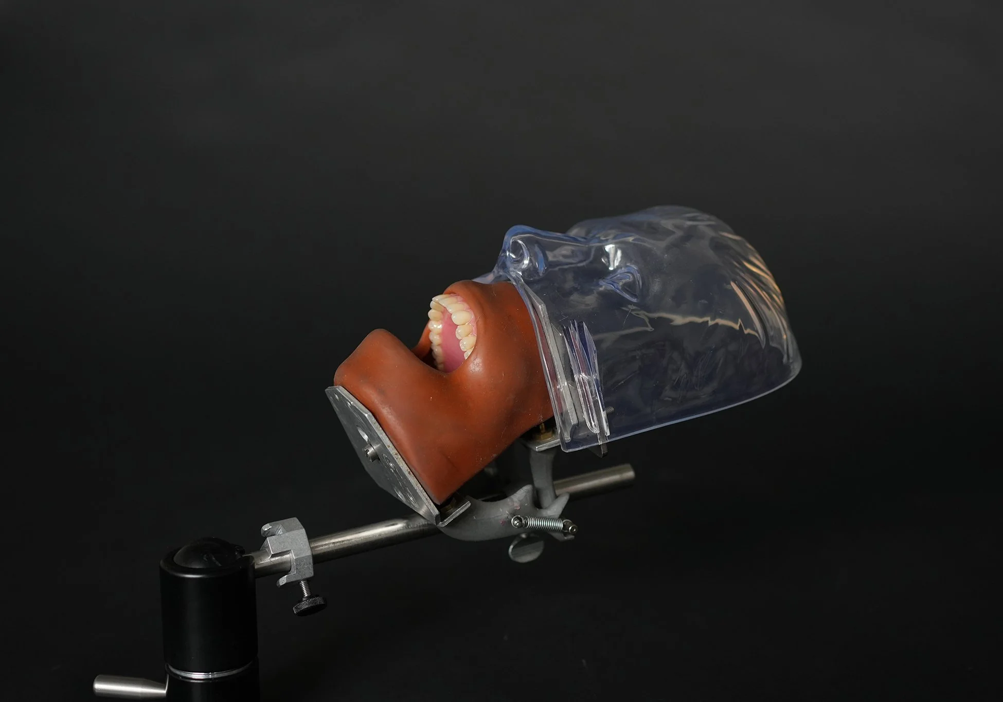 Clear Dental Phantom with Vintage Prosthodontics Teeth Set