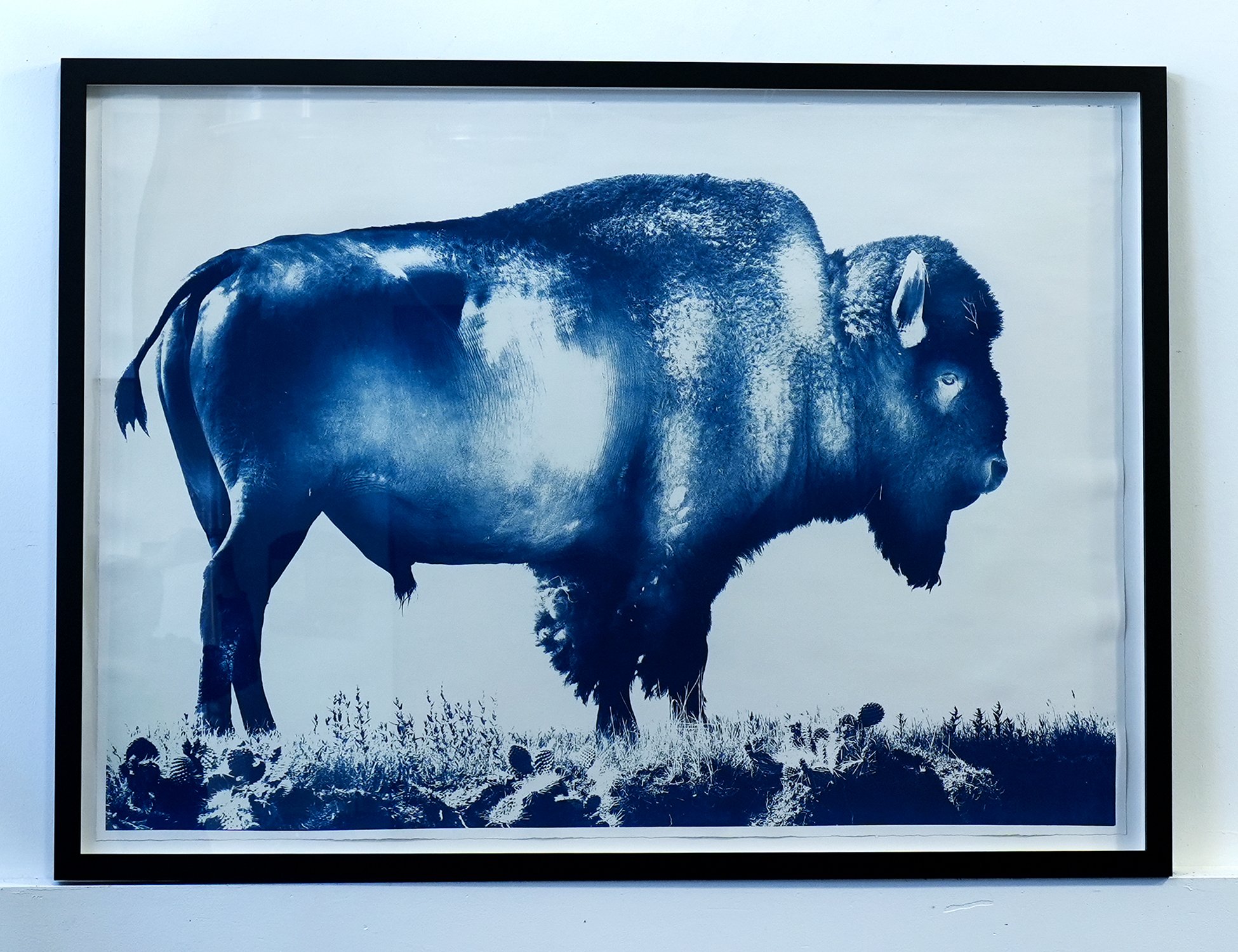 bison 01.jpg