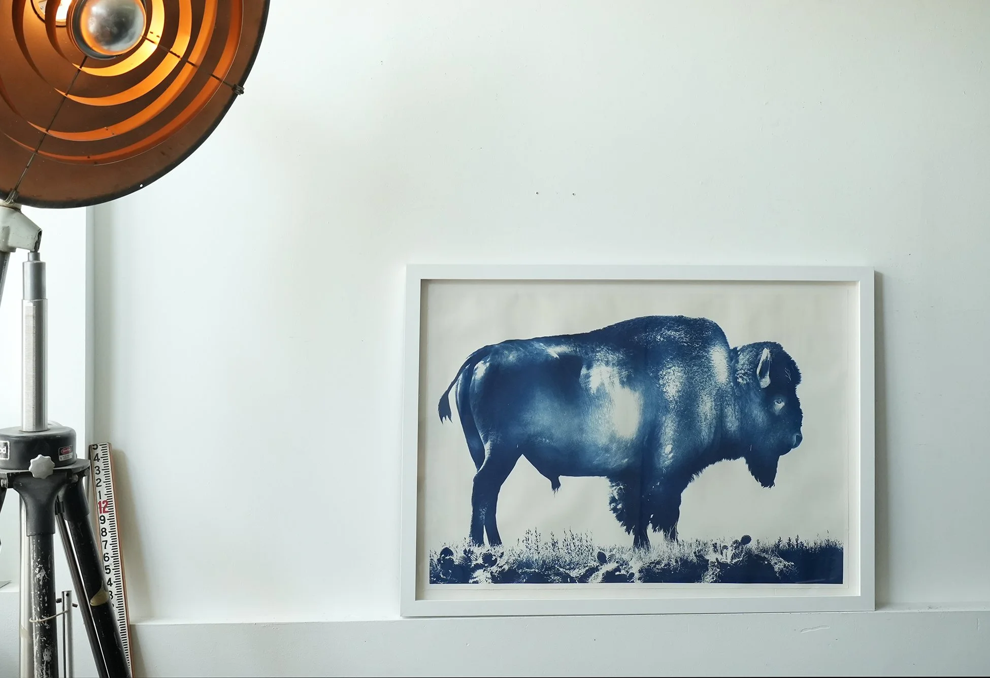 framed bison 02.jpg