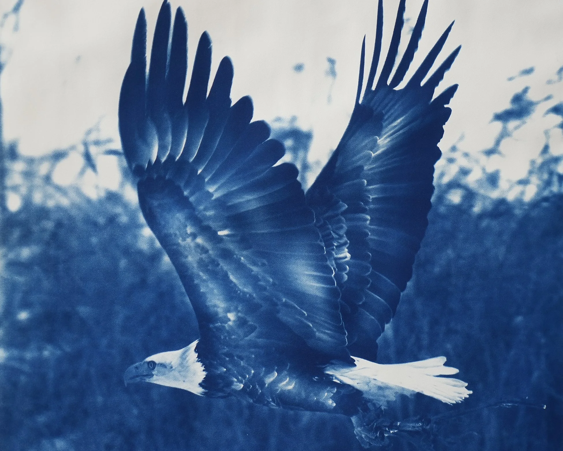 eagle wings up 05.jpg
