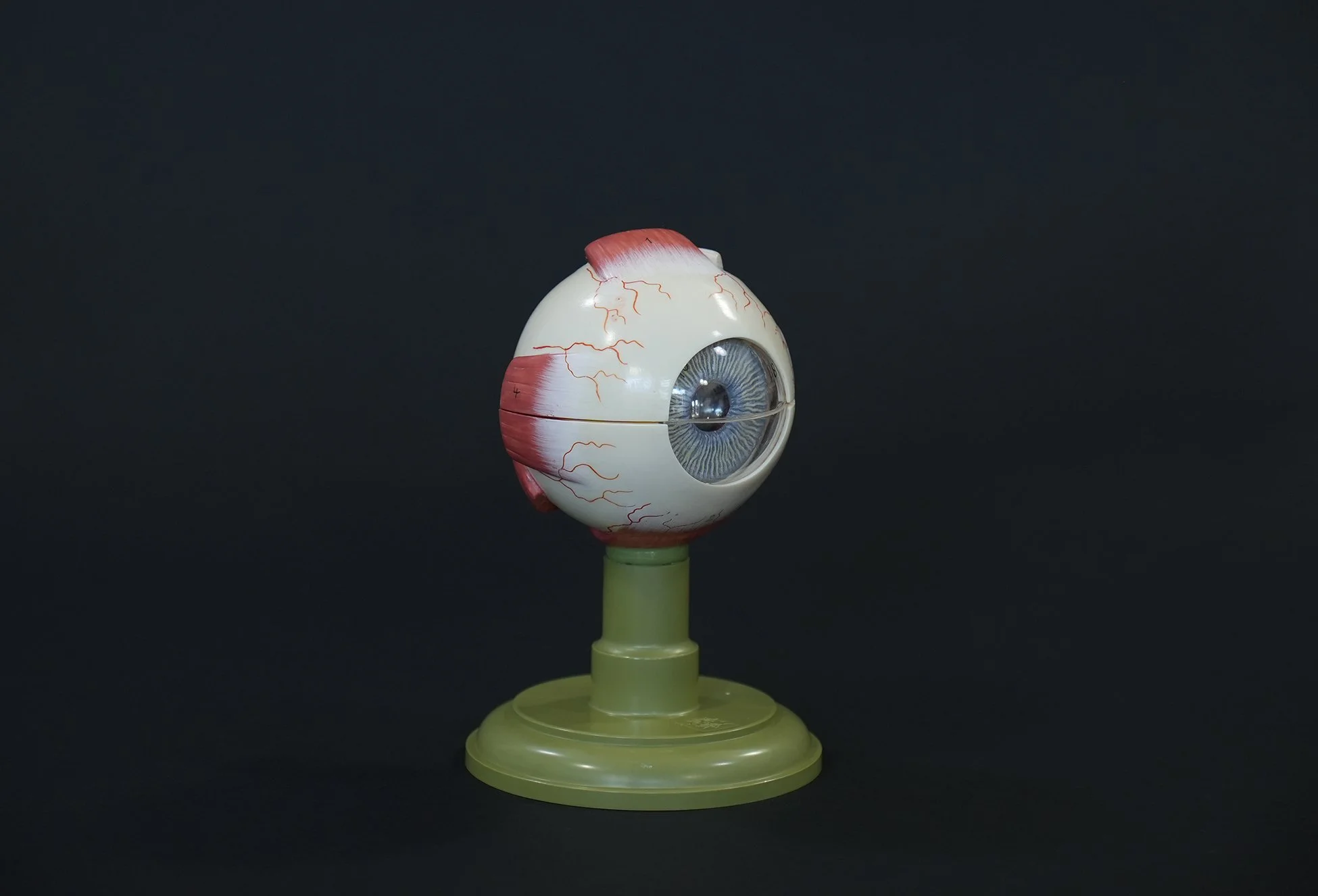 somso eye model 01.jpg