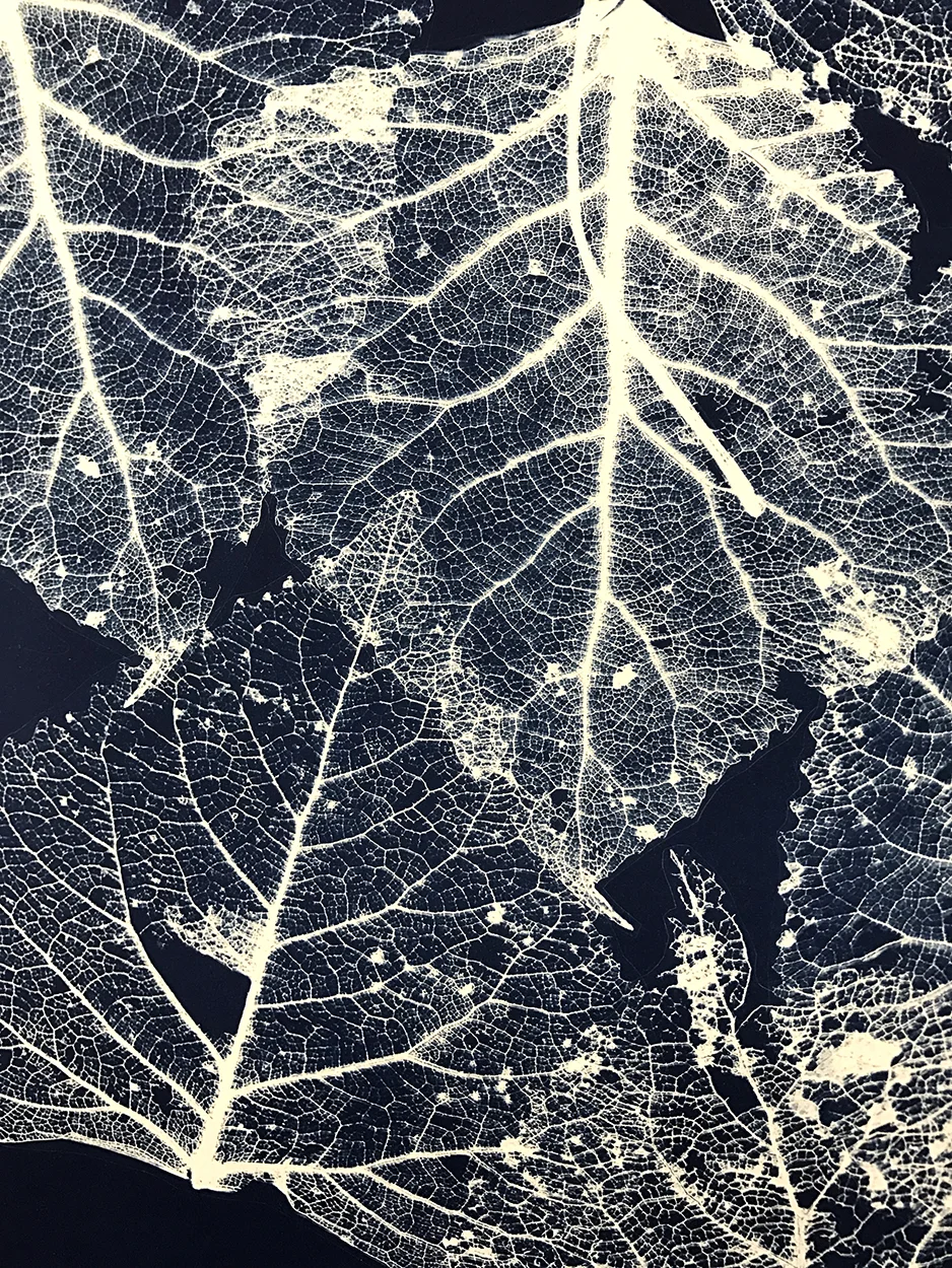 leafxray_03.jpg