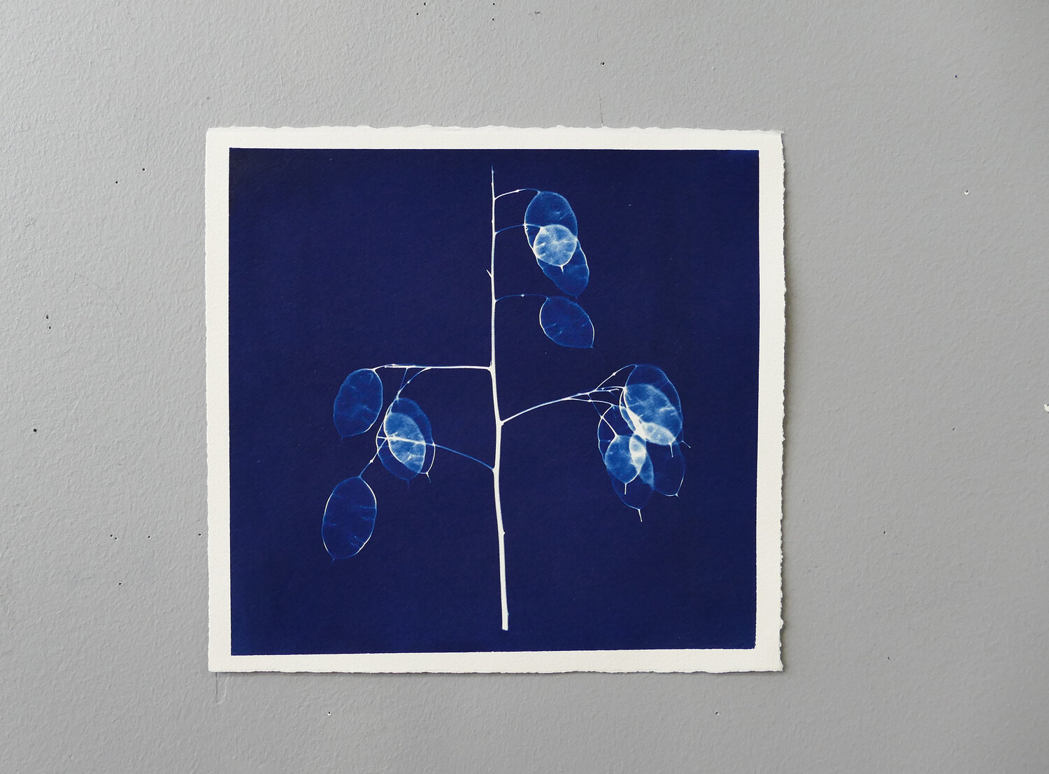 Creating 100 Sheets of Cyanotype Paper