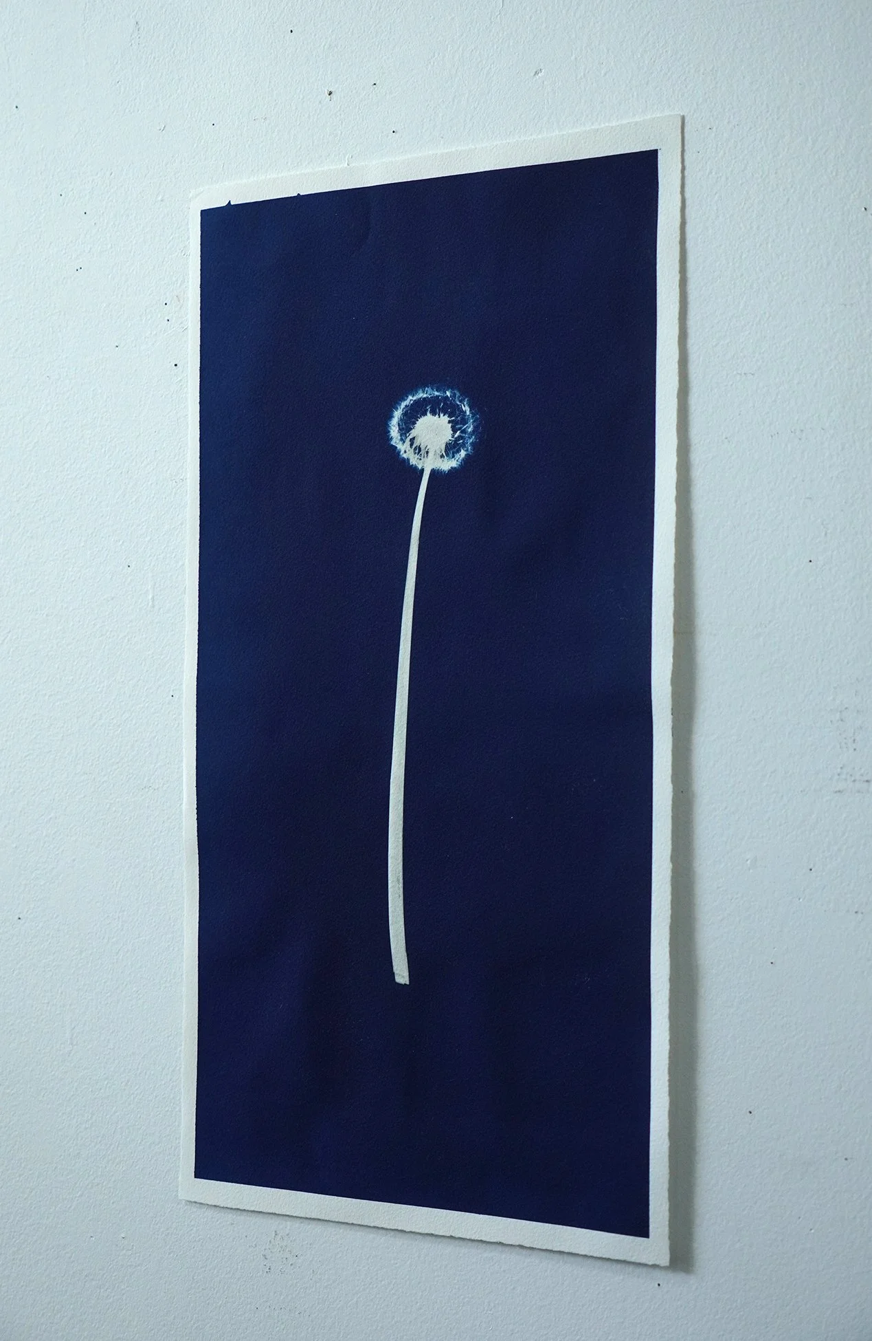 dandilion cyanotype 03.jpg
