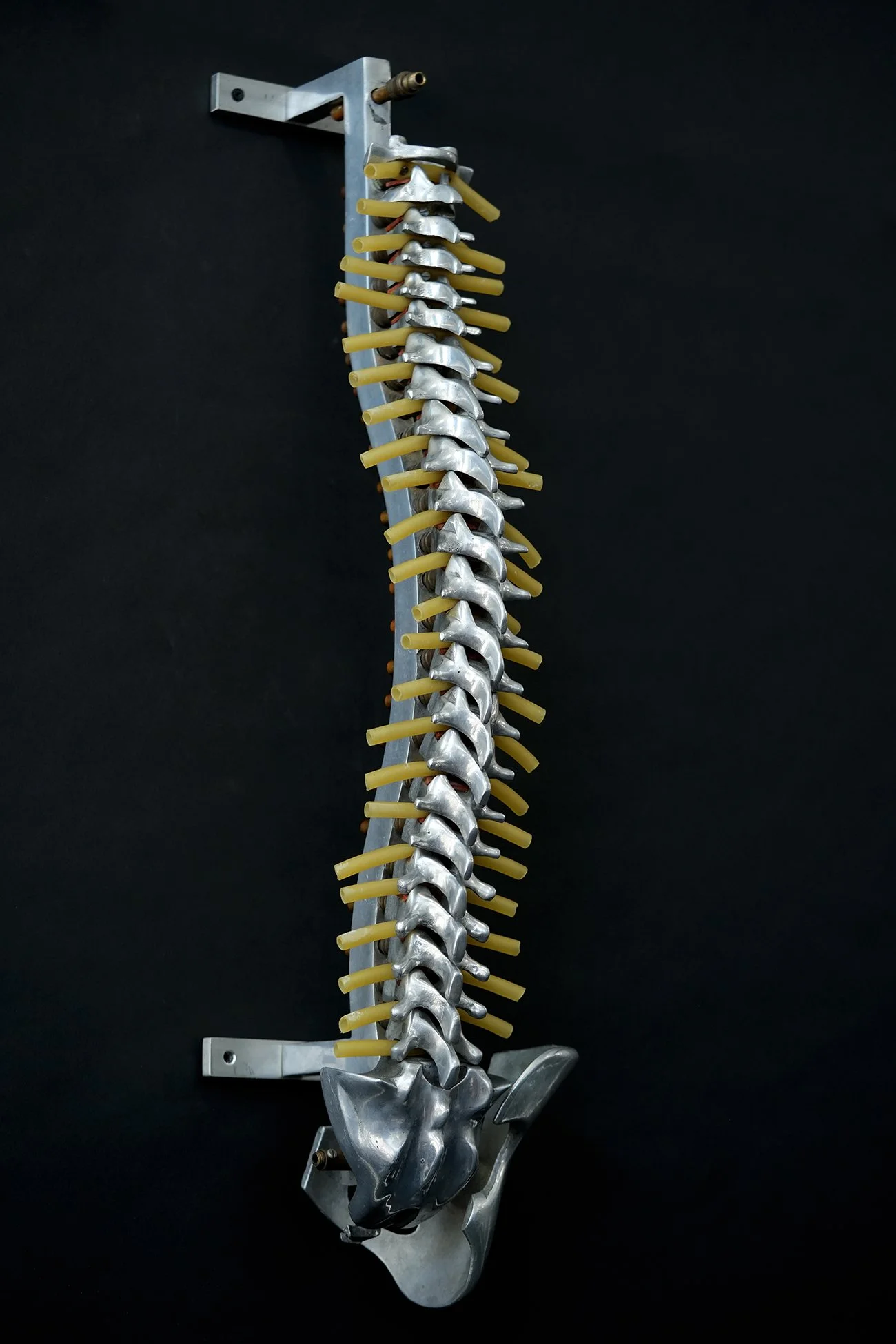 fleet spine 01.jpg