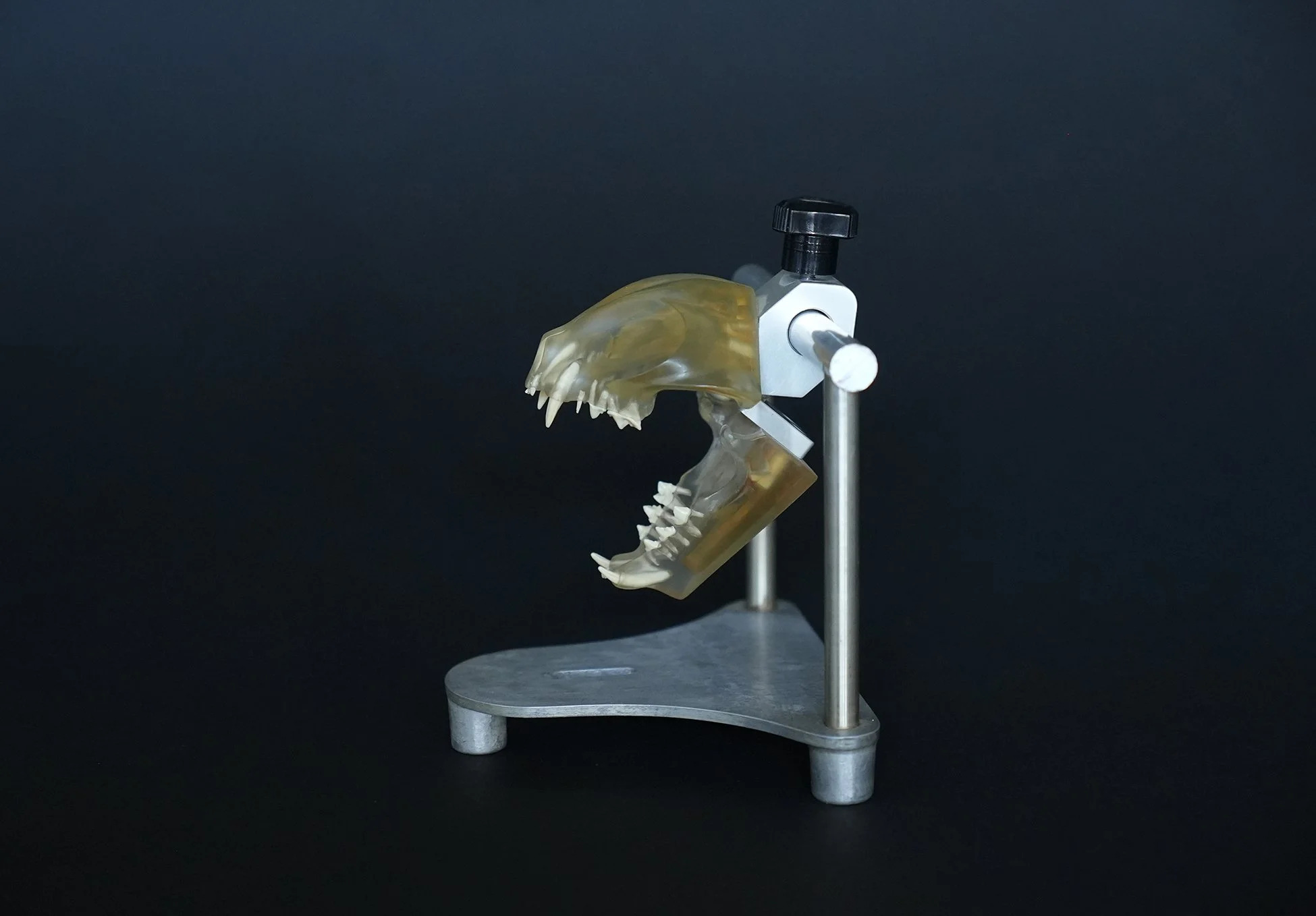 feline skull 04.jpg