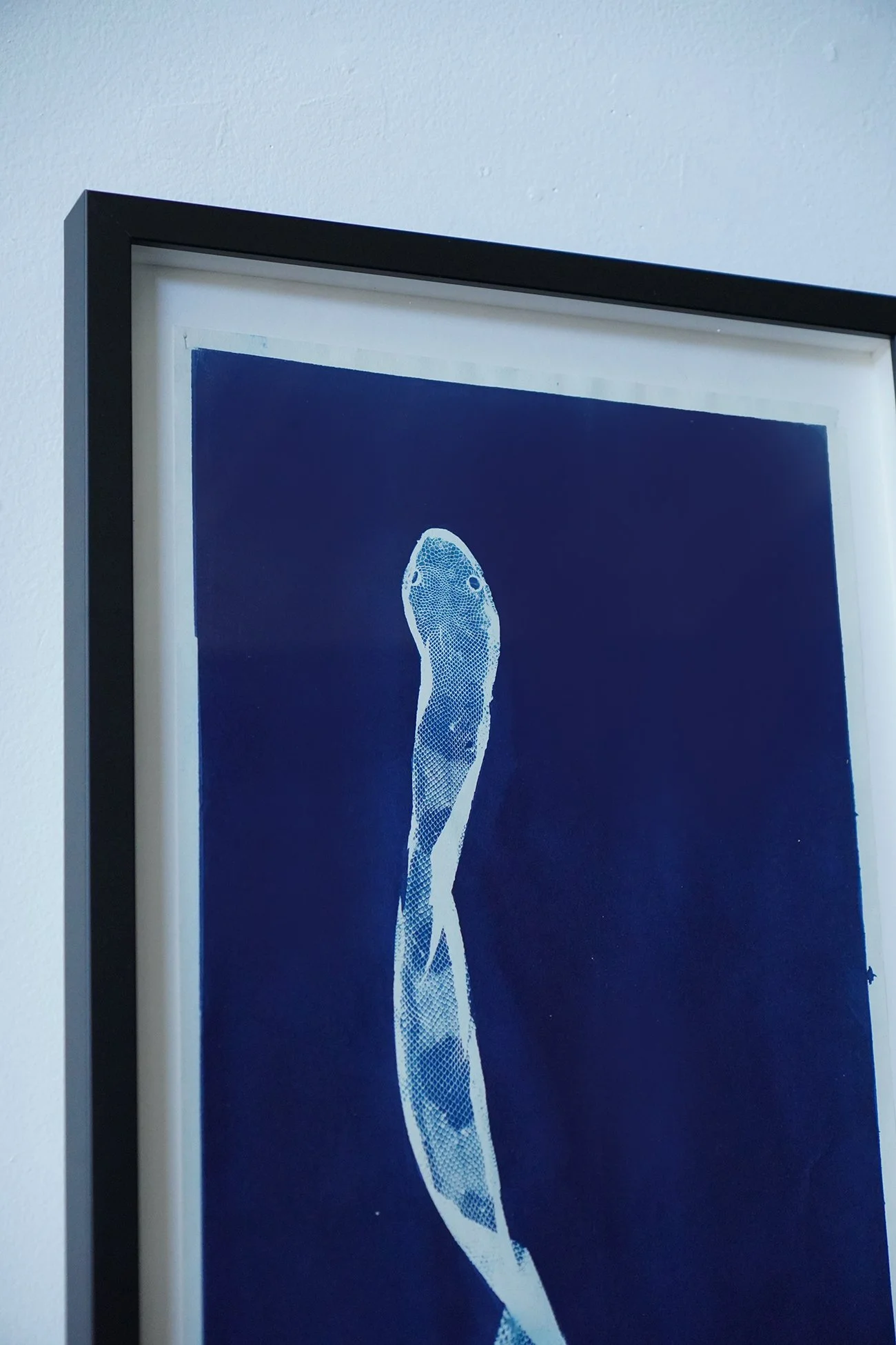 python cyanotype 02.jpg