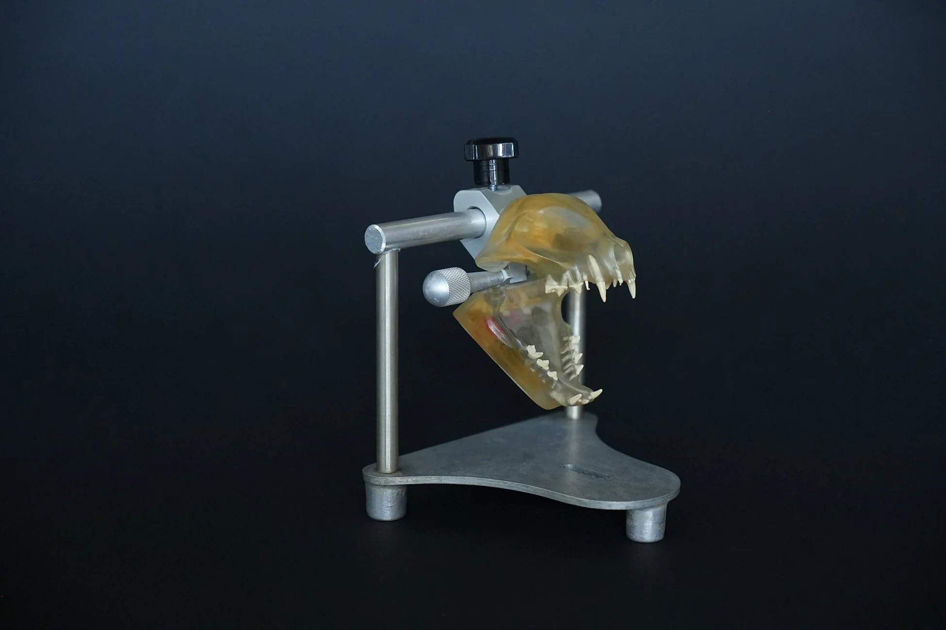 feline skull 07.jpg
