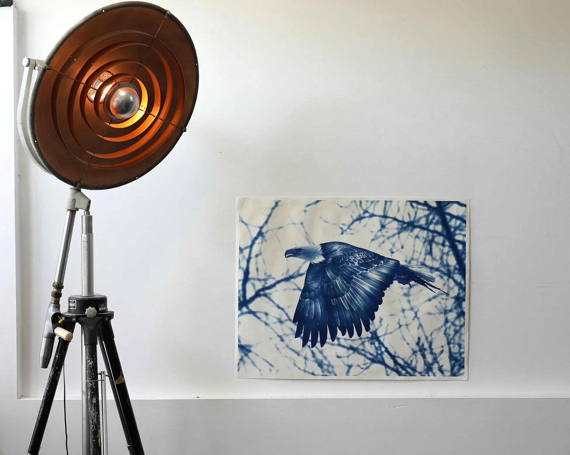 eagle wings down  02.jpg