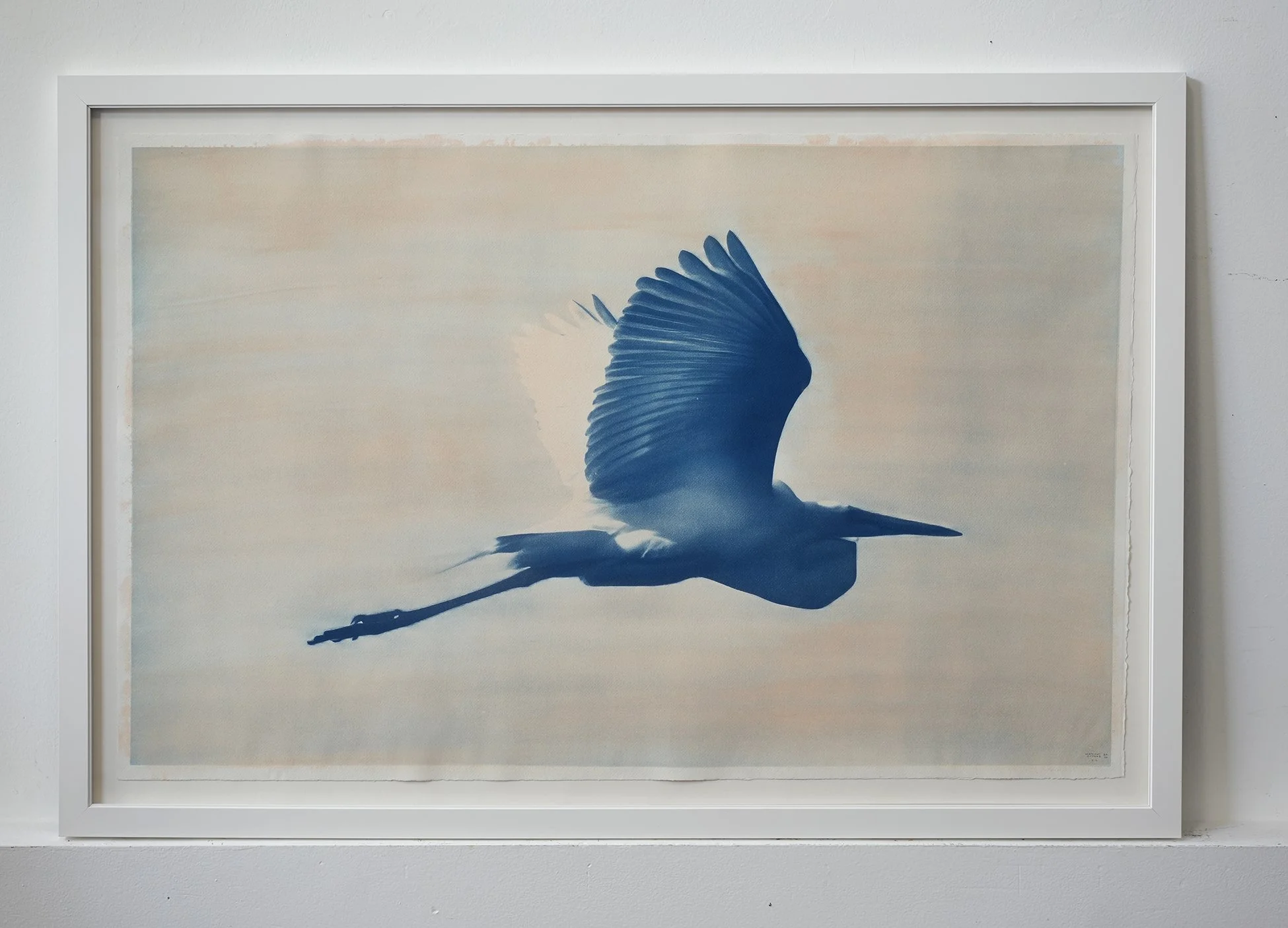 Framed Great Egret Cyanotype with Hand Colored Tint (signed)