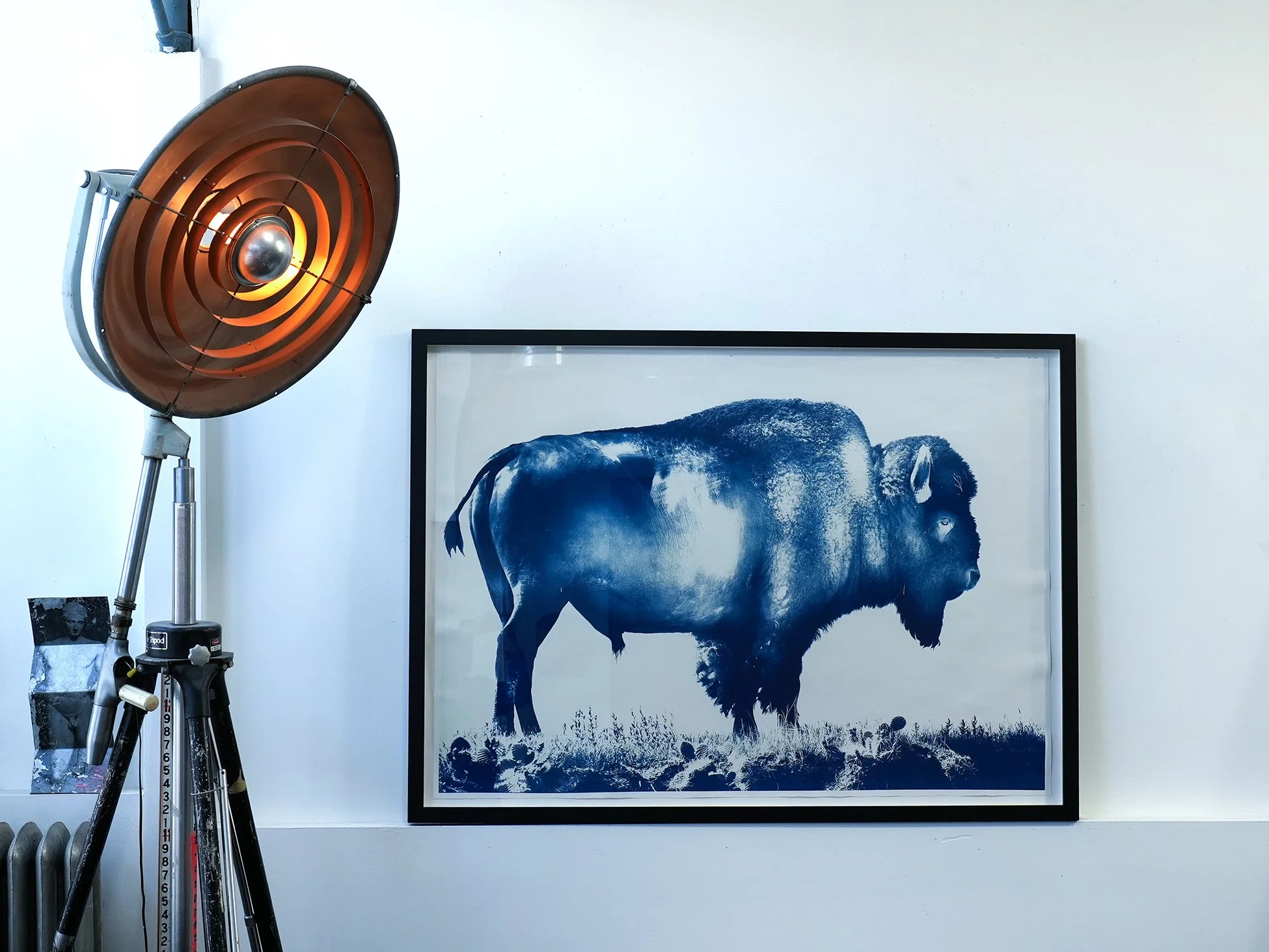 bison 02.jpg