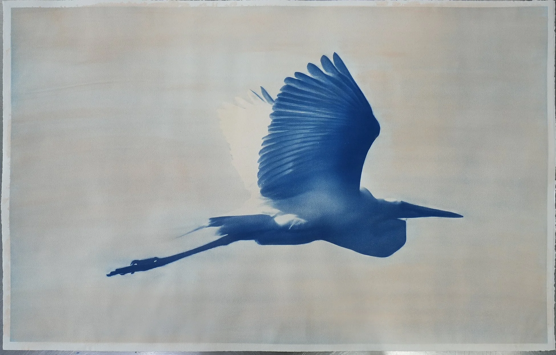 Great Egret Cyanotype with Hand Colored Tint