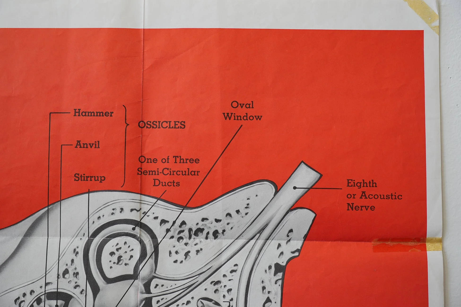 ear poster 05.jpg