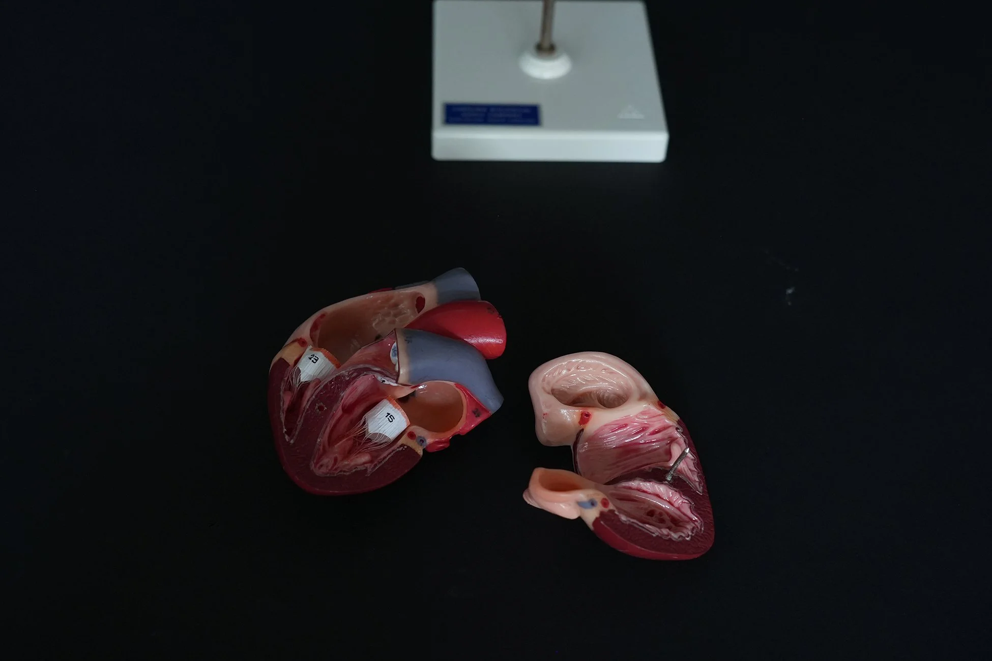 somso heart model 04.jpg