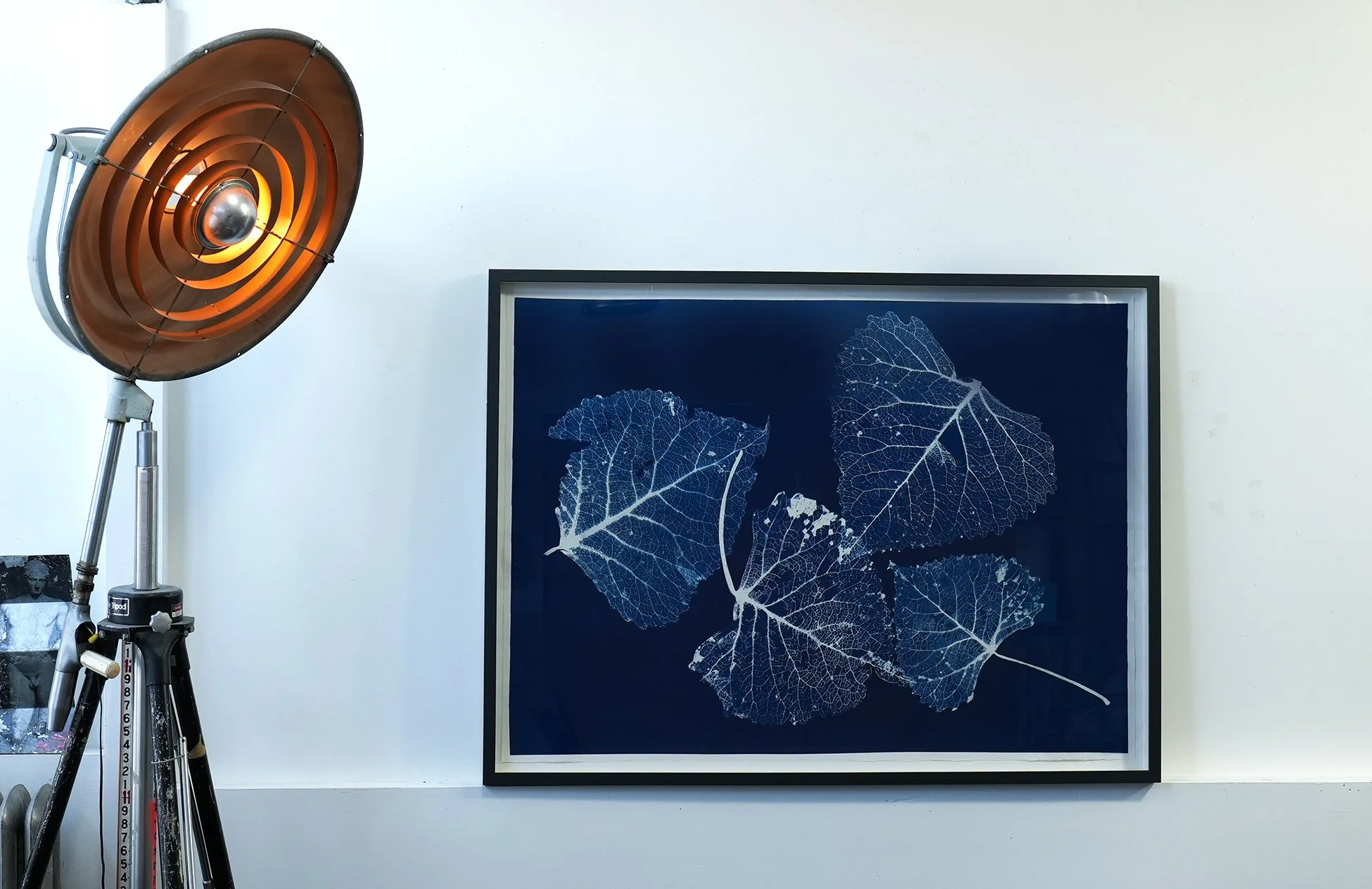 Framed Large Skeletal Leaves Cyanotype 49