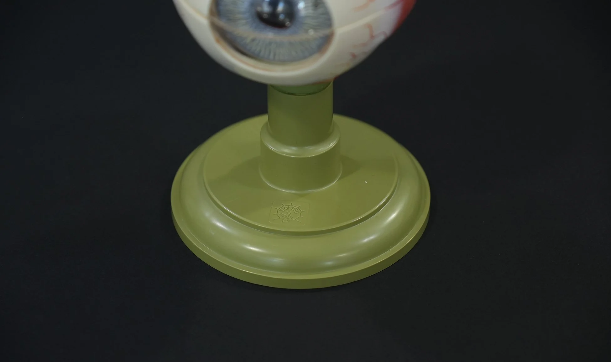 somso eye model 09.jpg