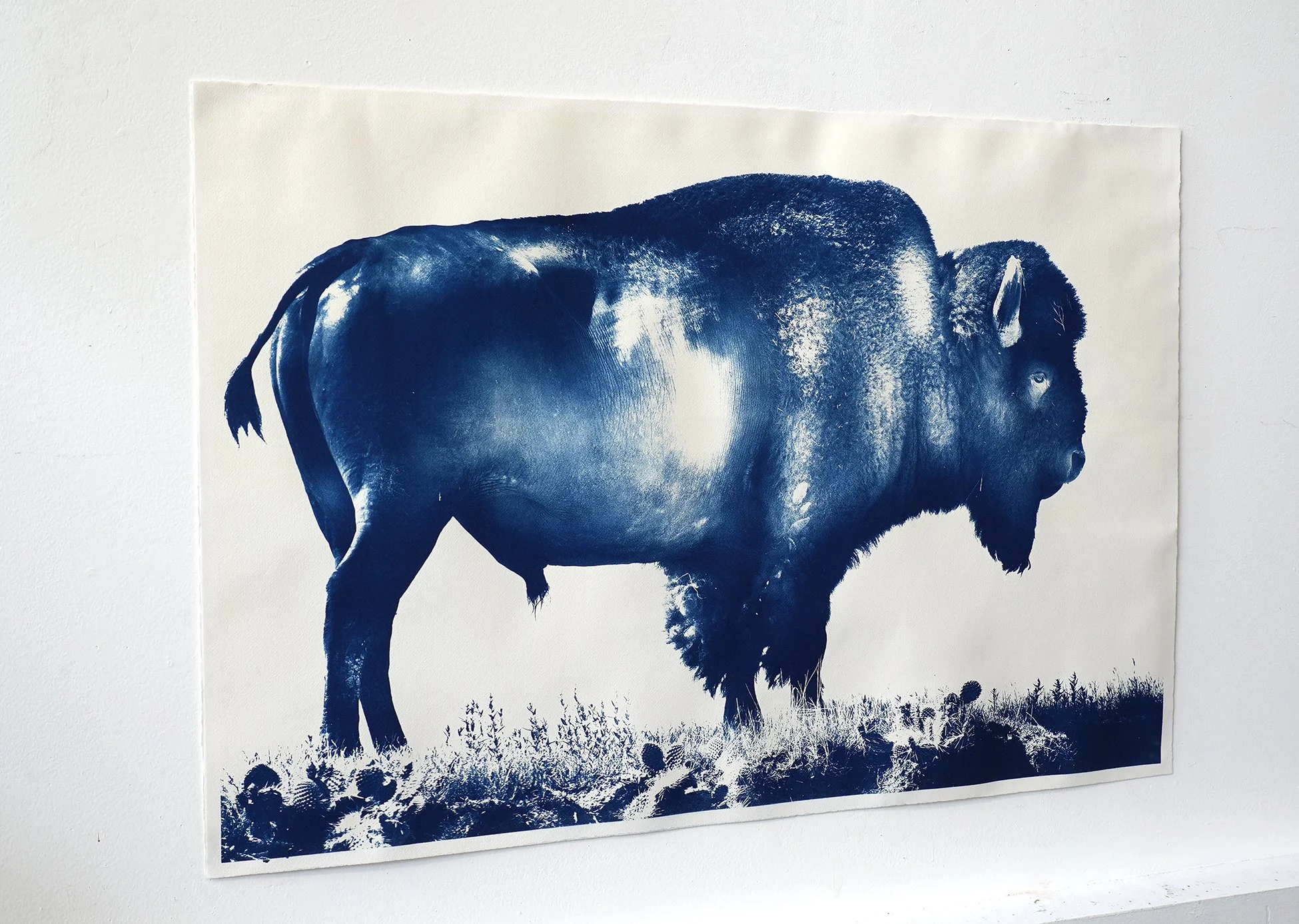buffalow cyanotype 03.jpg