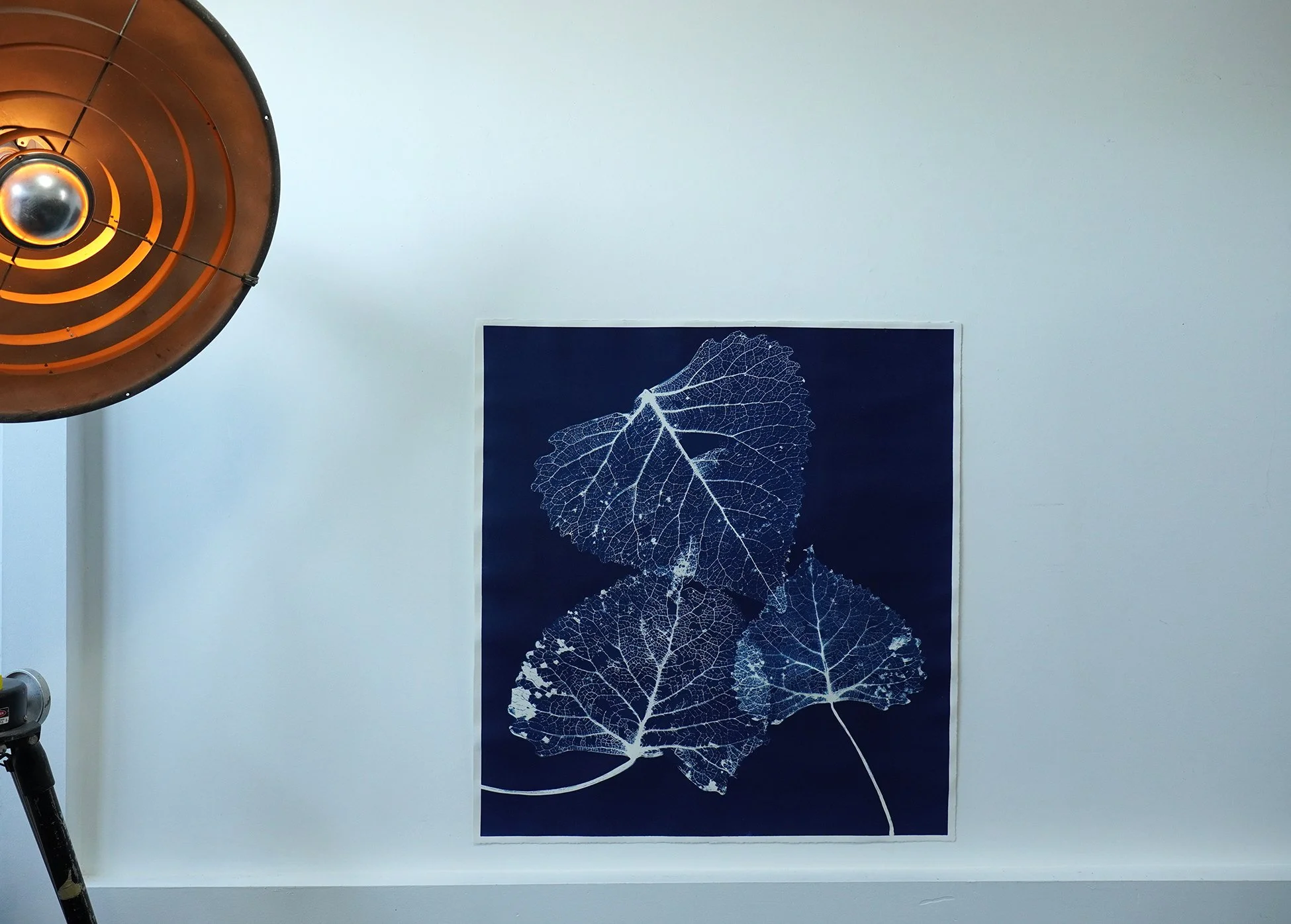 skeleton leaves 01.jpg