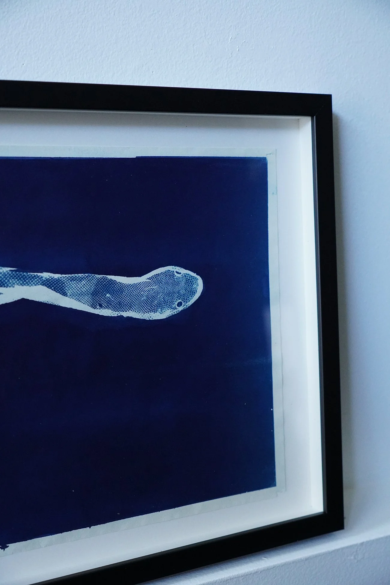 python cyanotype 04.jpg