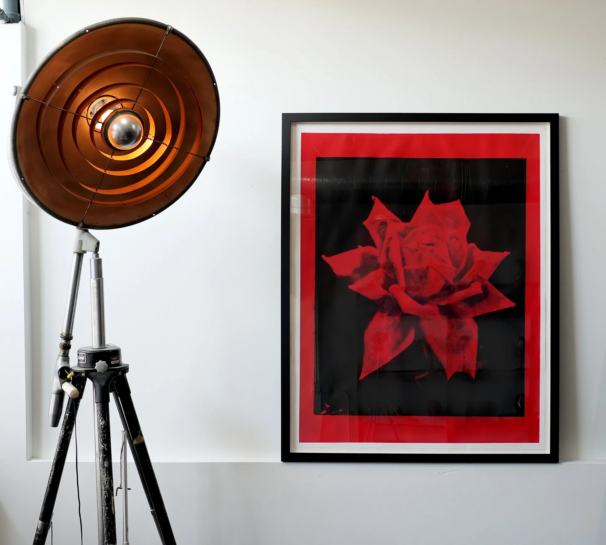 red rose 02.jpg