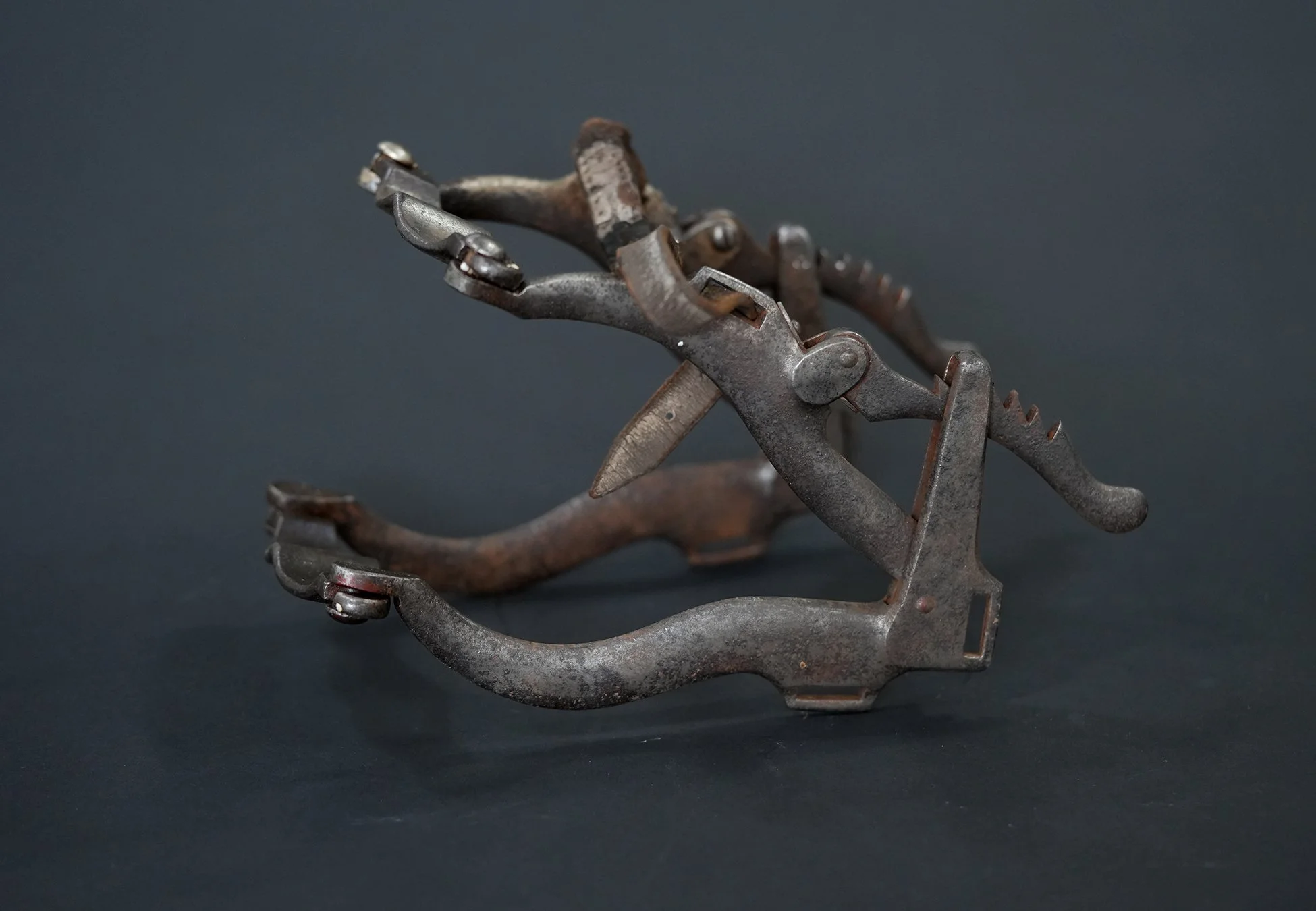 horse speculum 0.jpg