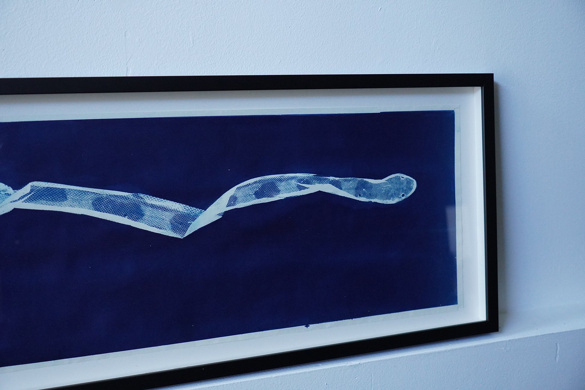python cyanotype 05.jpg