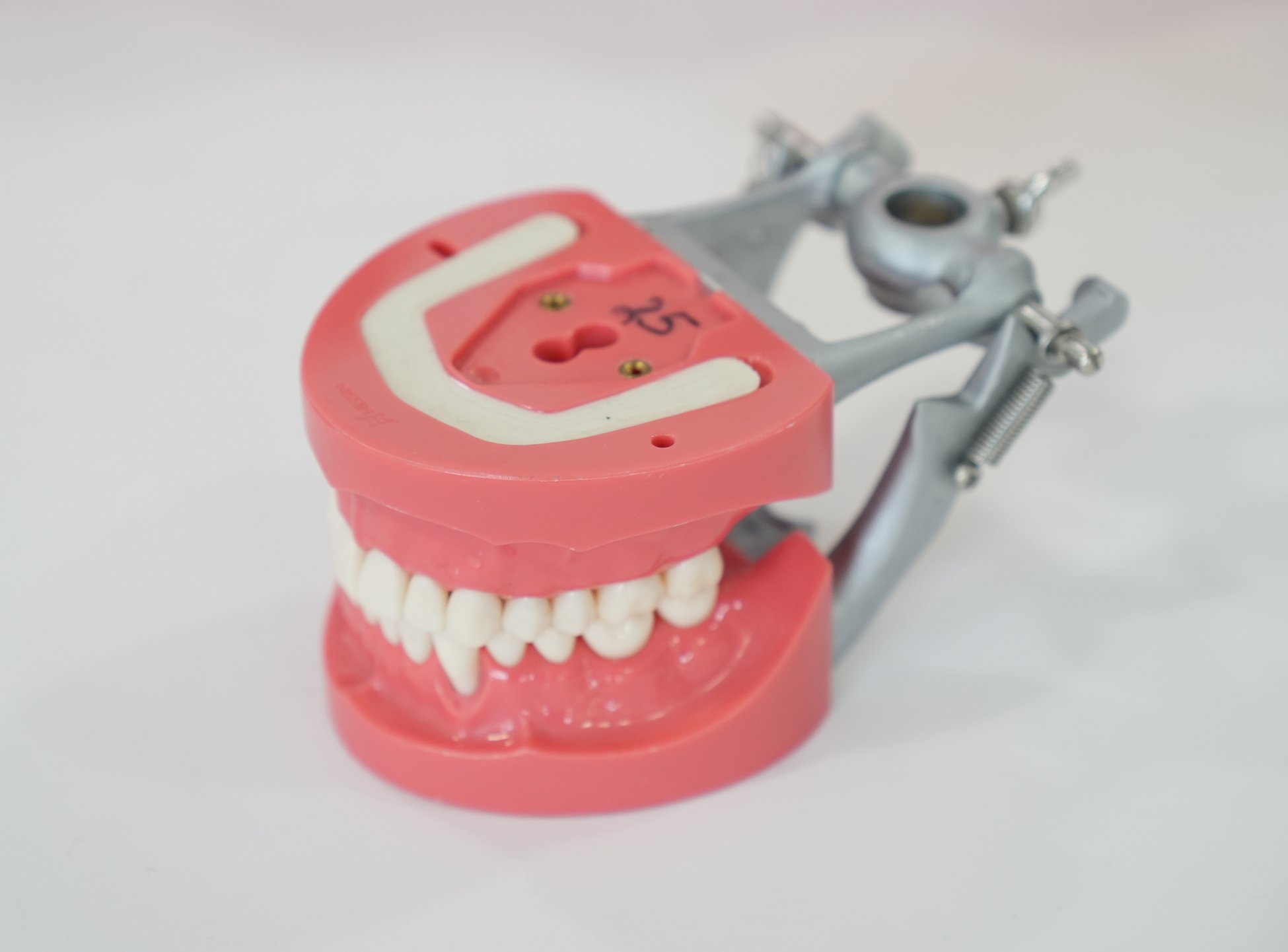 nissin typodont 06.jpg