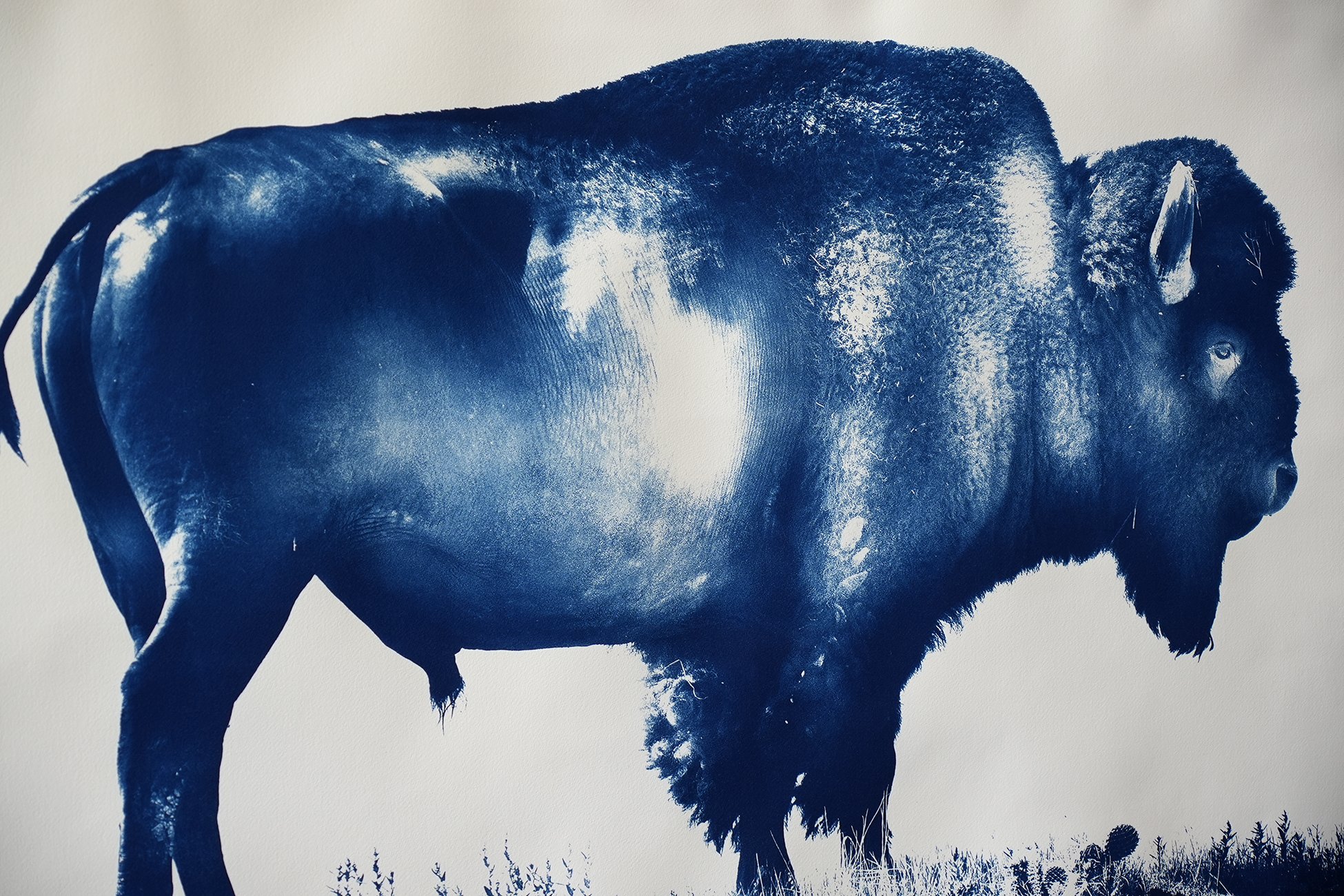buffalow cyanotype 0.jpg