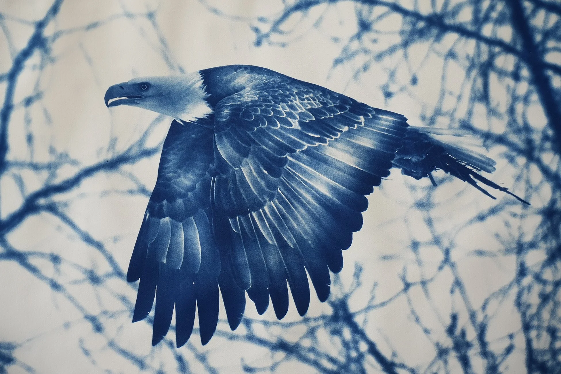 eagle wings down  04.jpg