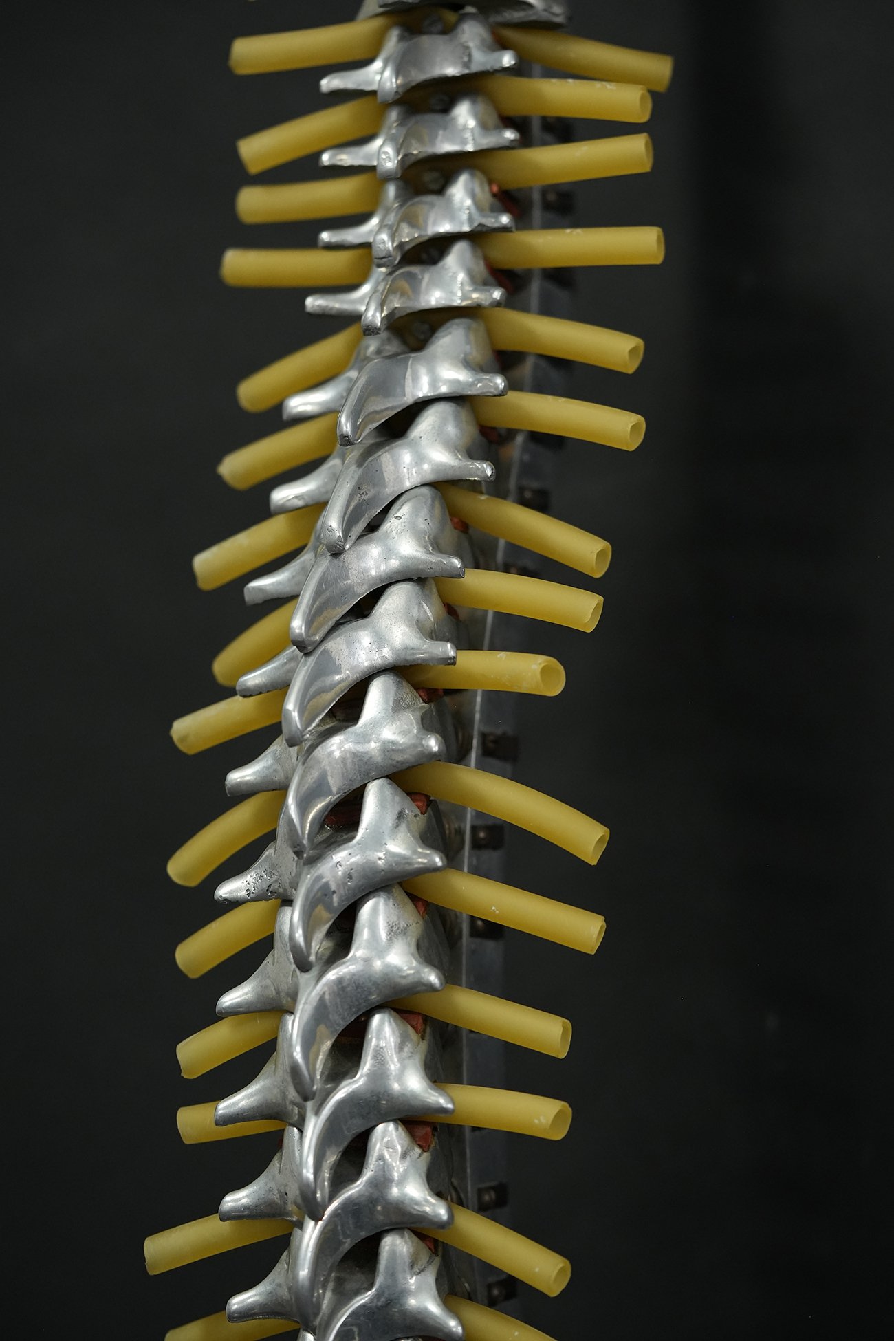fleet spine 08.jpg