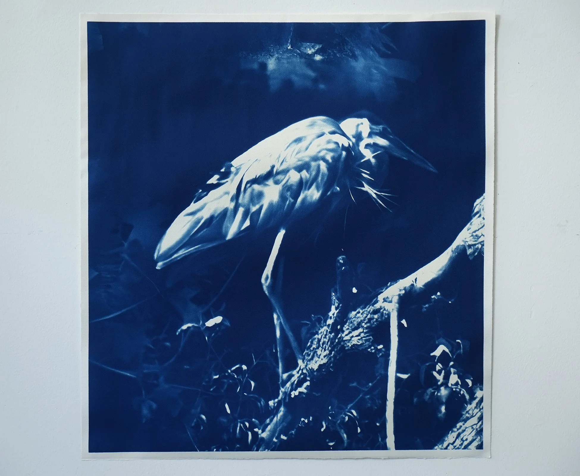 blue heron 01.jpg
