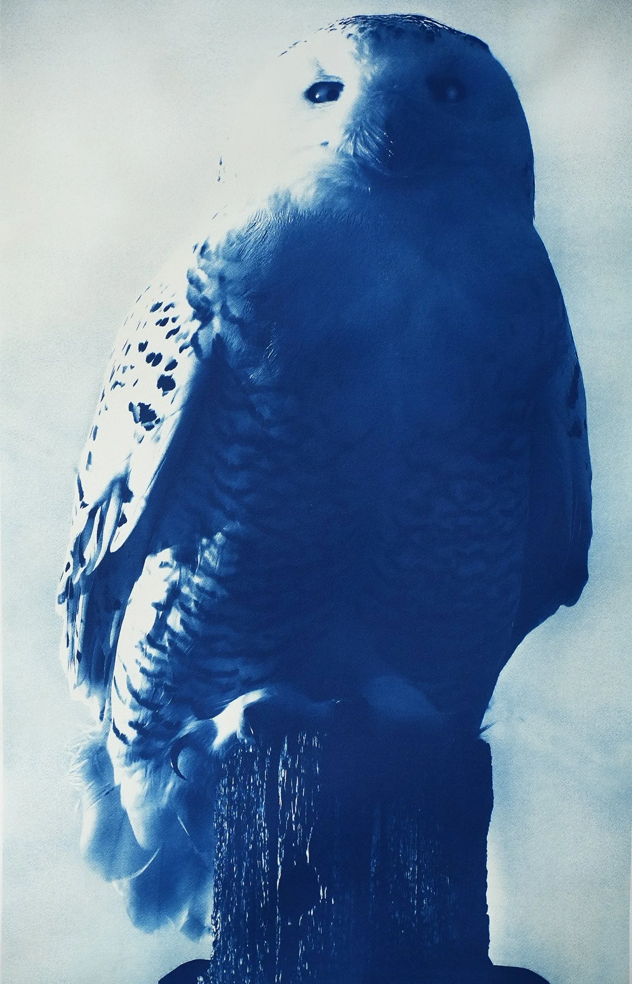 snowy owl log 03.jpg
