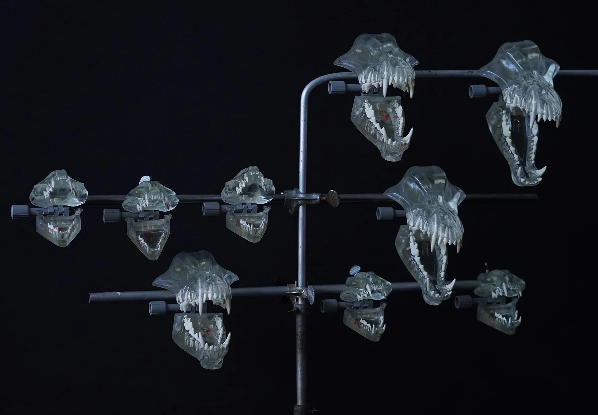 cannine and feline skull_sm 02.jpg