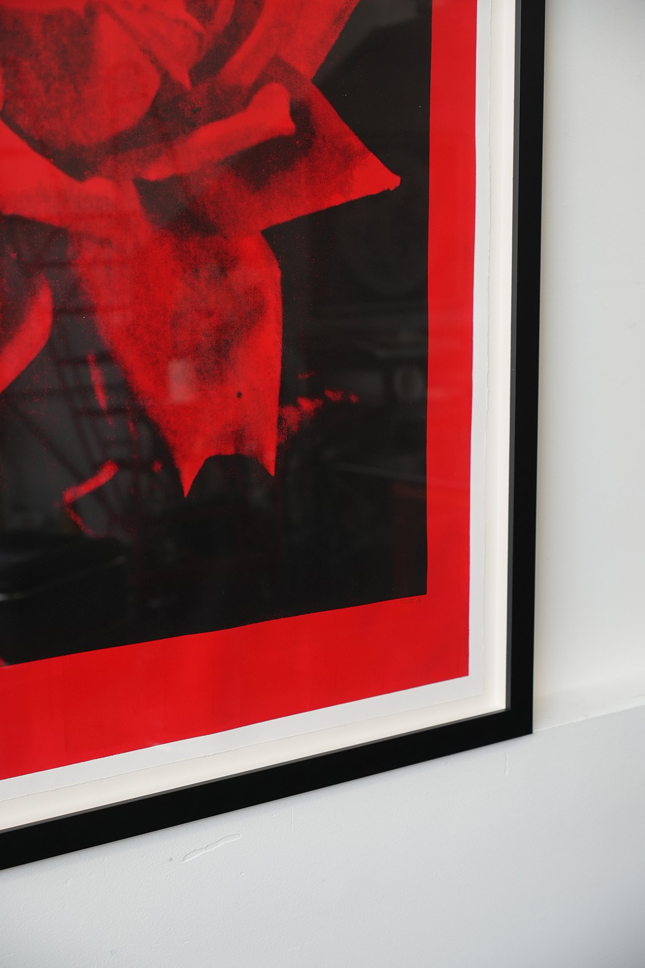 red rose 04.jpg