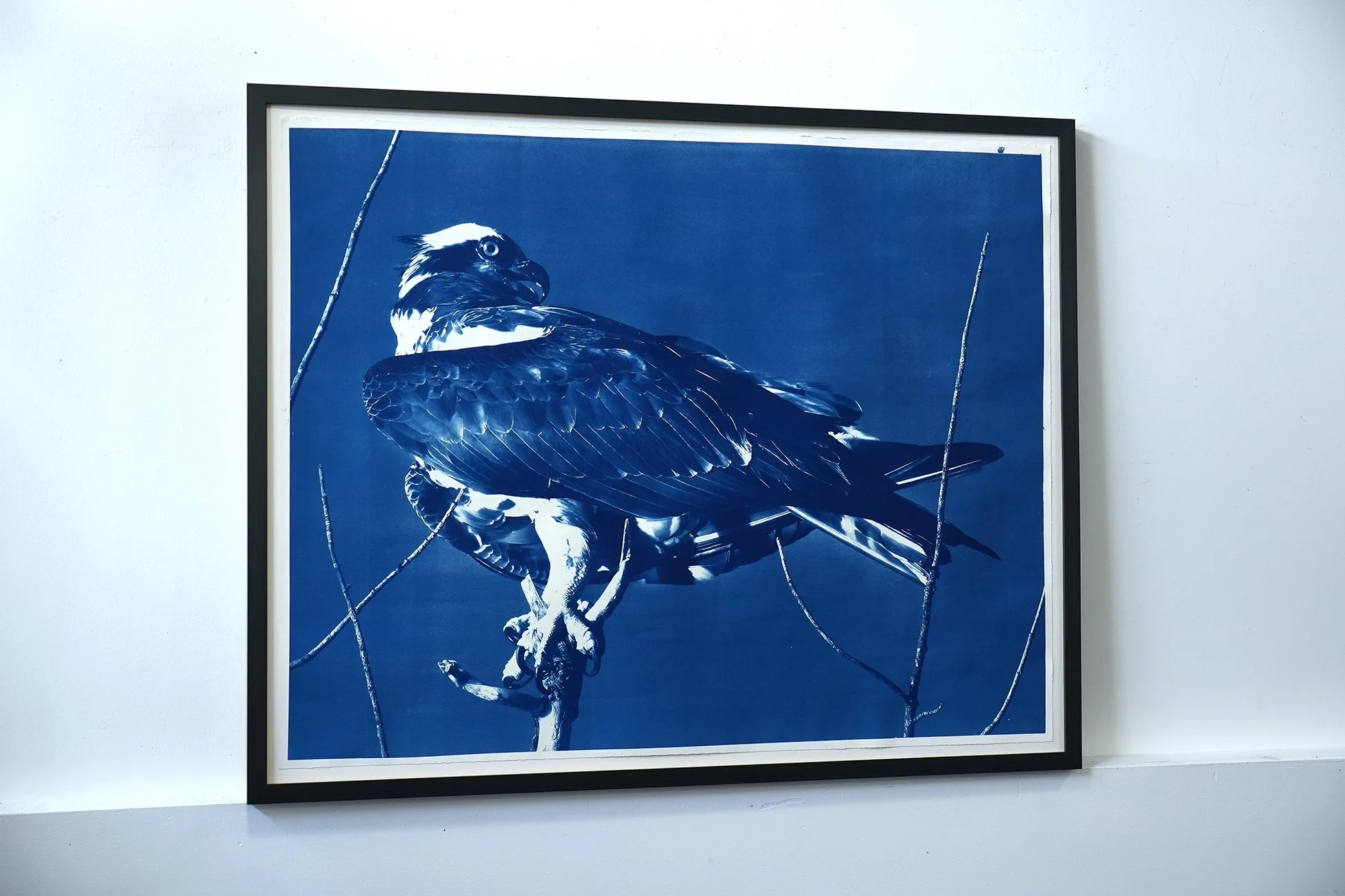 framed osprey 03.jpg