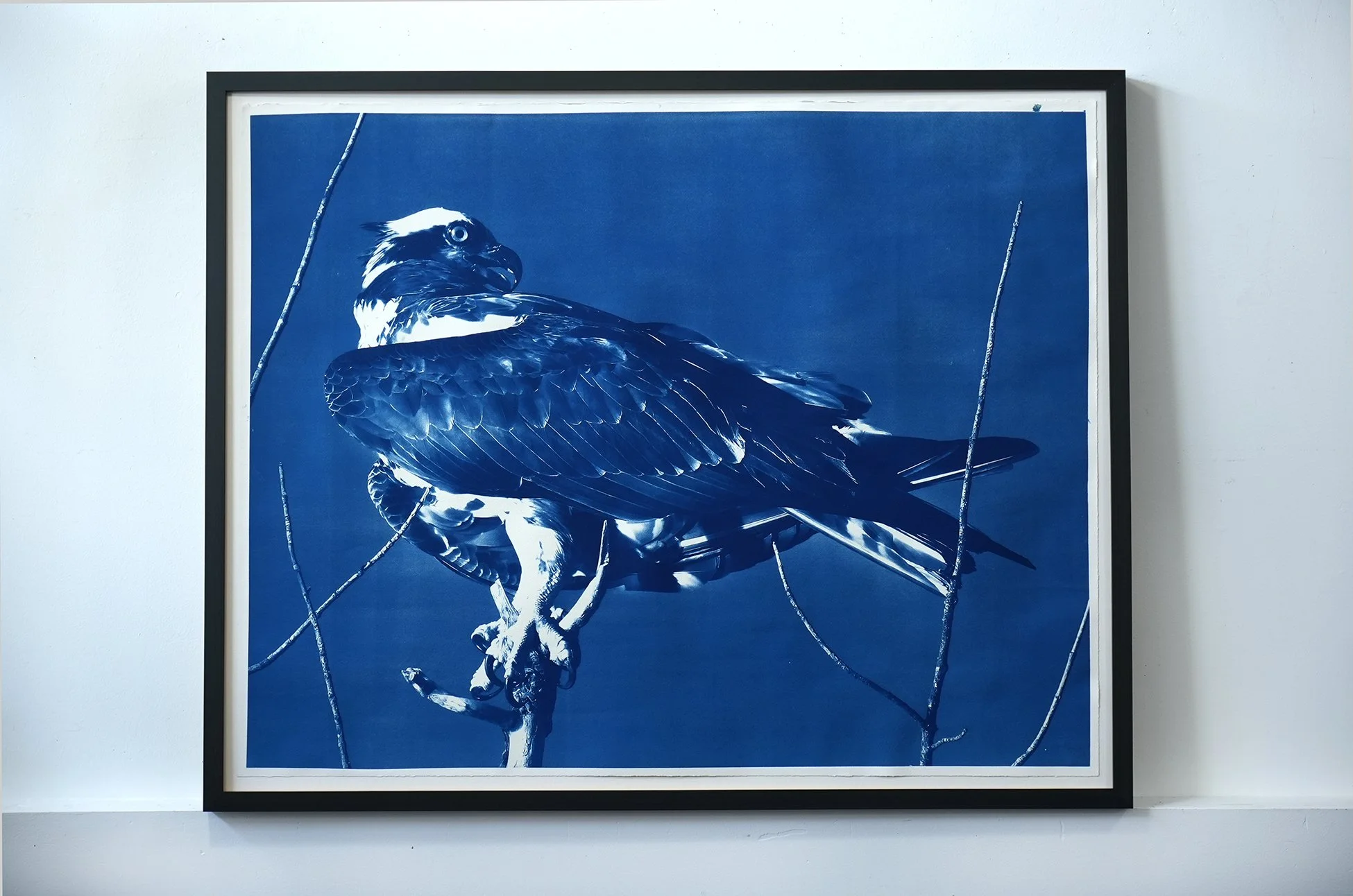 framed osprey 01.jpg