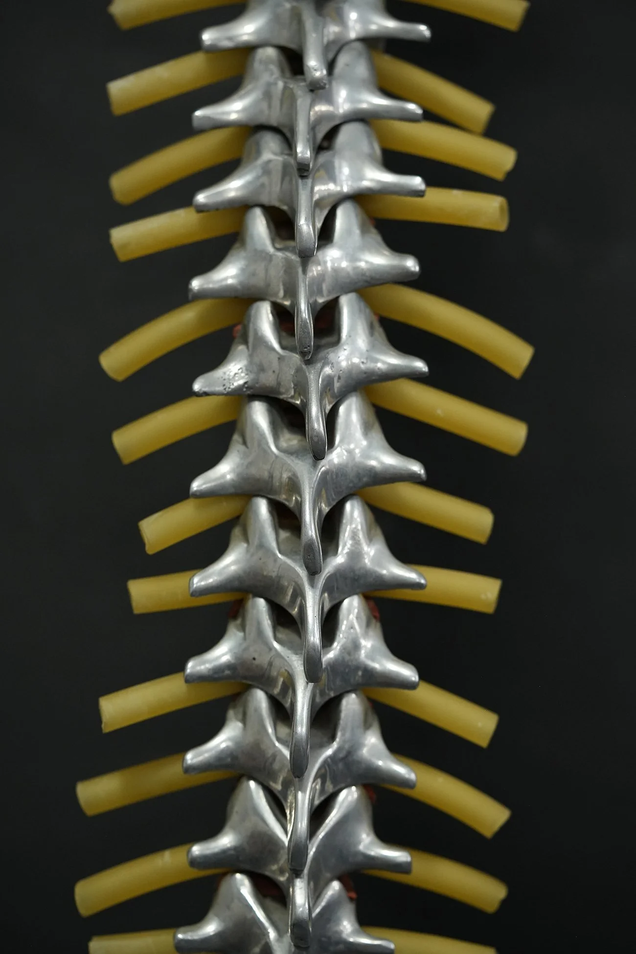 fleet spine 07.jpg